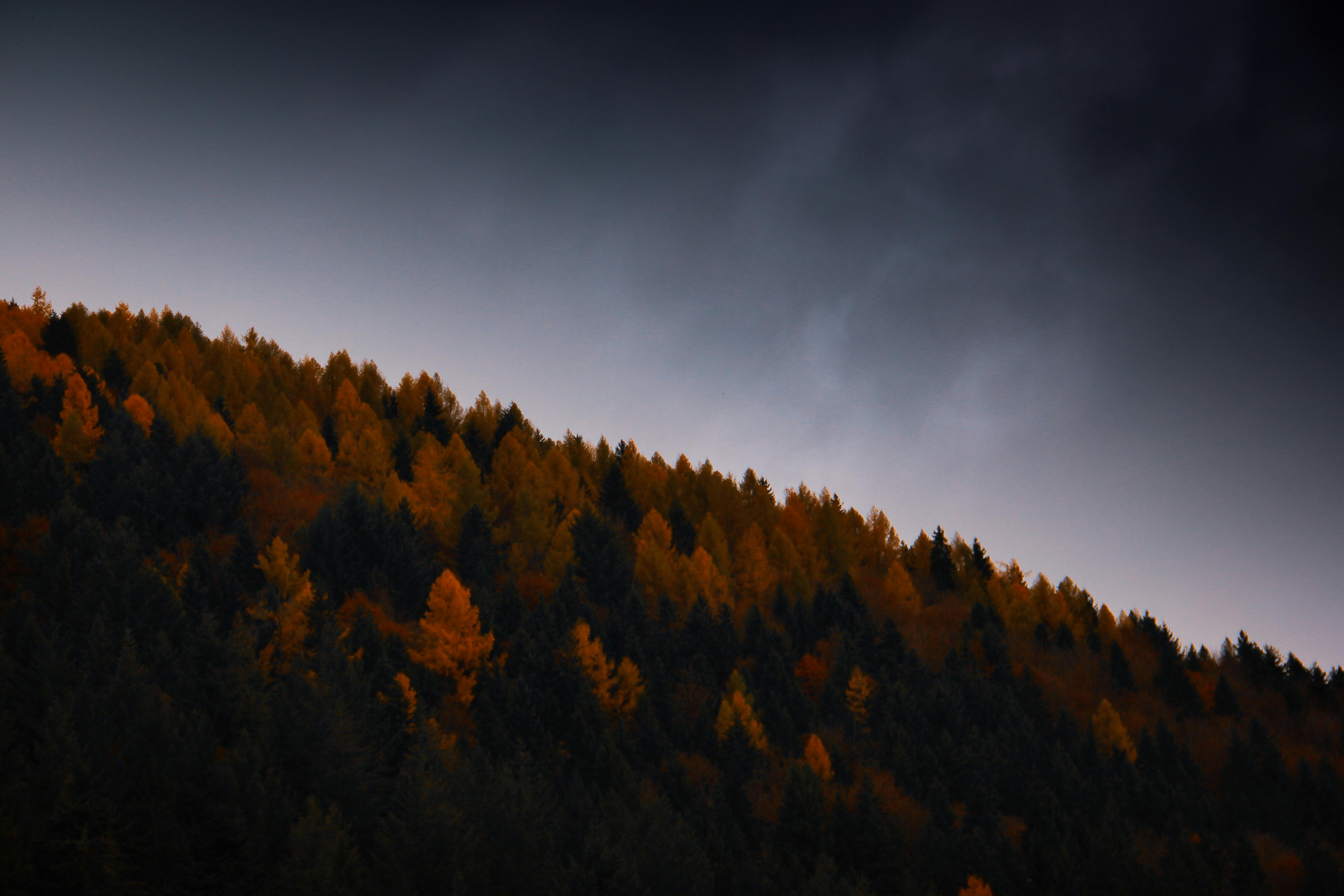 5184x3456 A dark sky with trees and leaves · Free