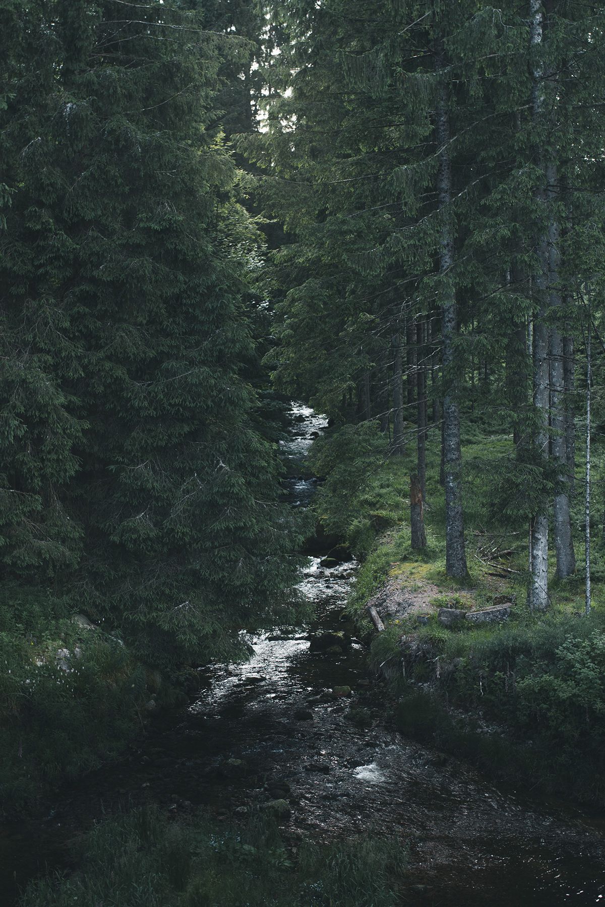 1200x1800 Black Forest / Schwarzwald - Behance