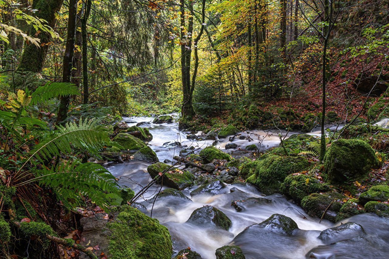 Schwarzwald Wallpapers - Top Free Schwarzwald Backgrounds - WallpaperAccess