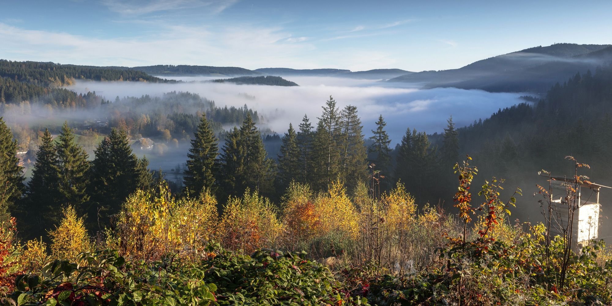 2000x1000 The German Forest. Facts about art