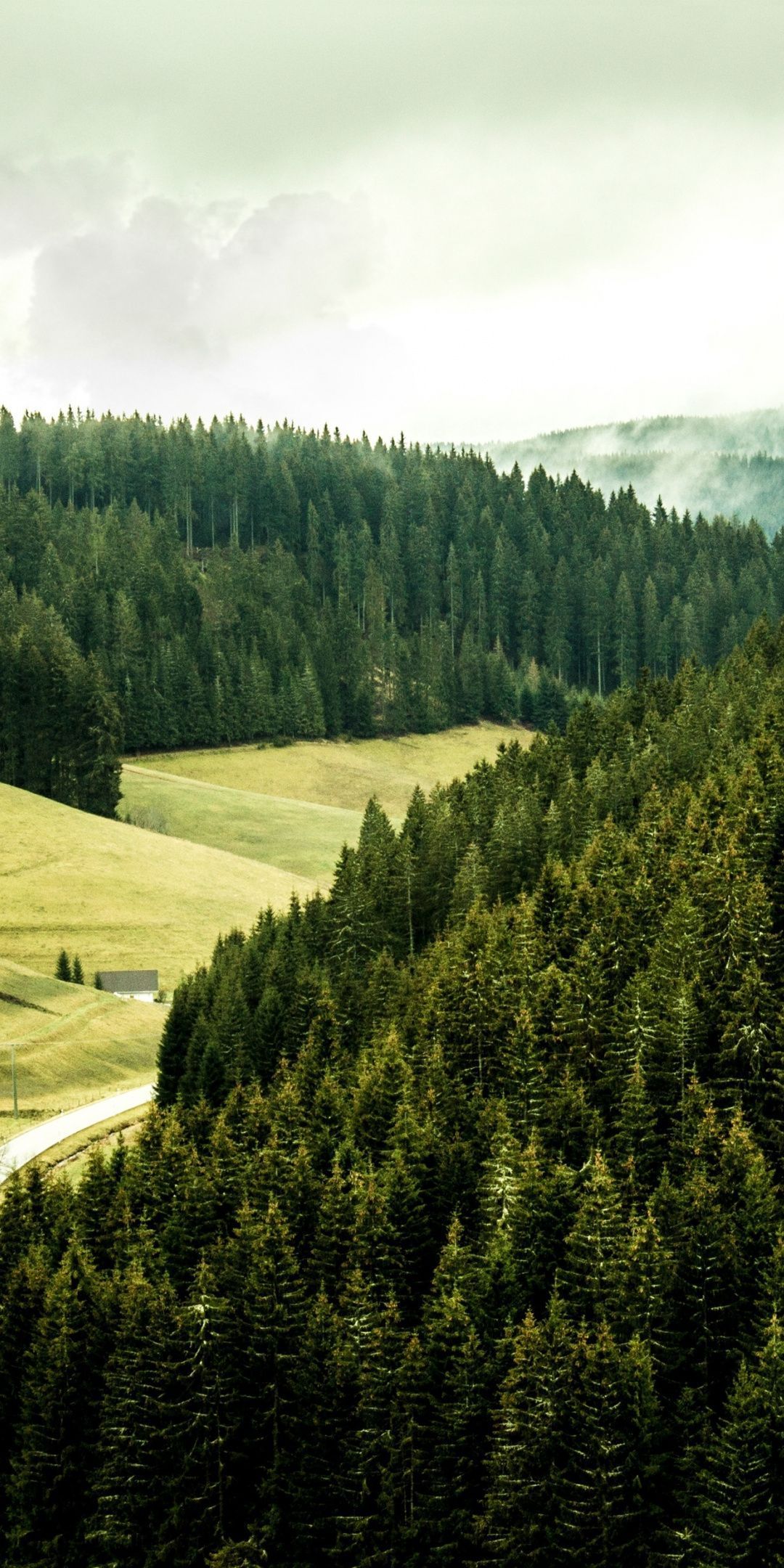 1080x2160 Black forest, green, trees, nature