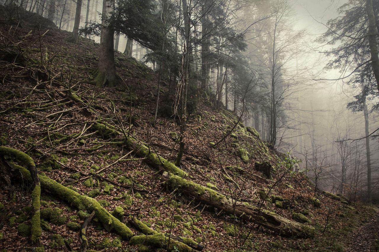 1280x853 Wehraschlucht Schwarzwald Forest