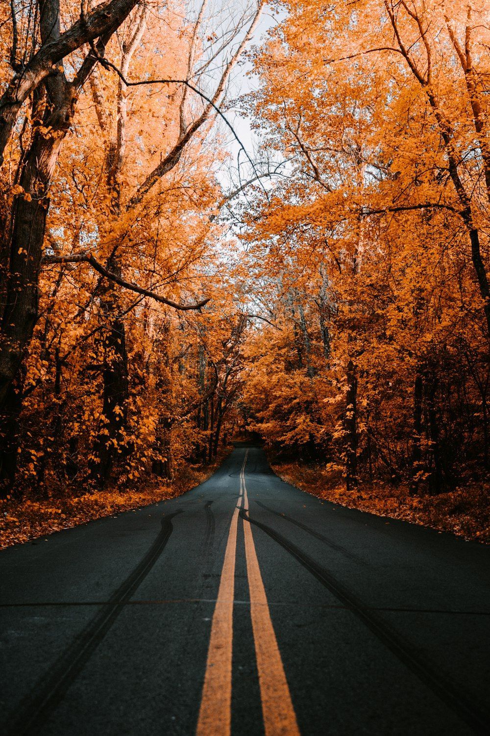 1000x1500 A road with trees on either side photo