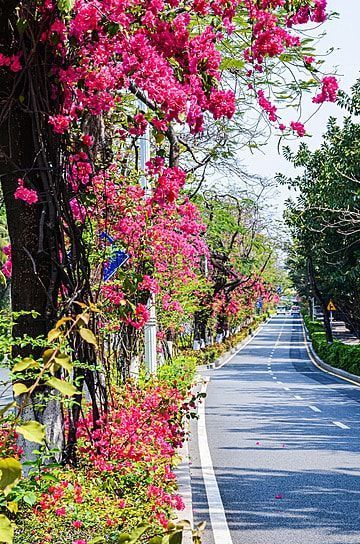 360x544 Road Side View Background Image, HD