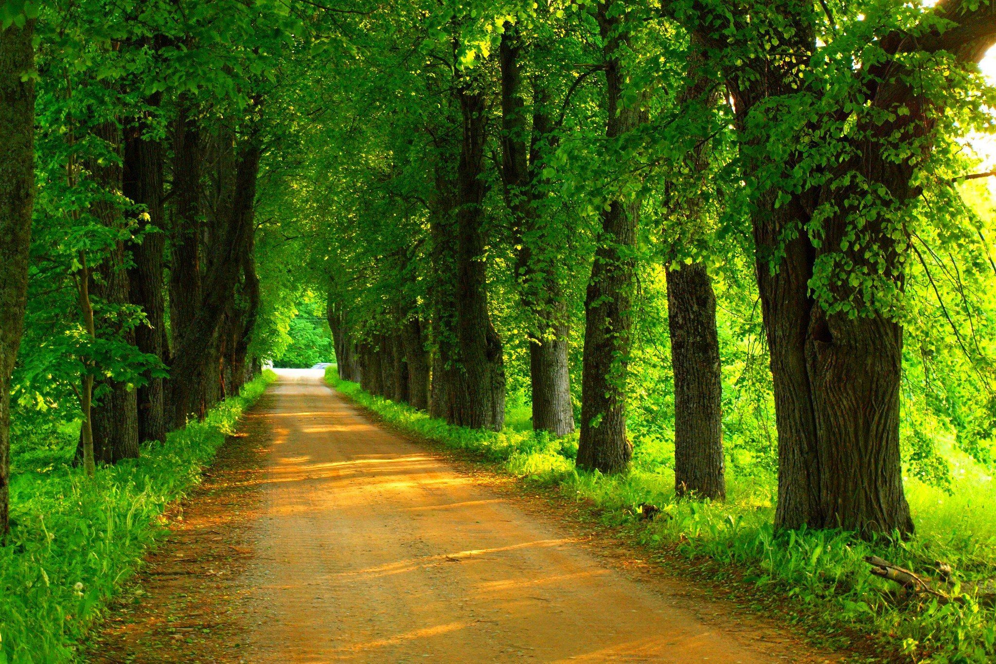 2048x1365 Wallpaper road, forest, trees, nature