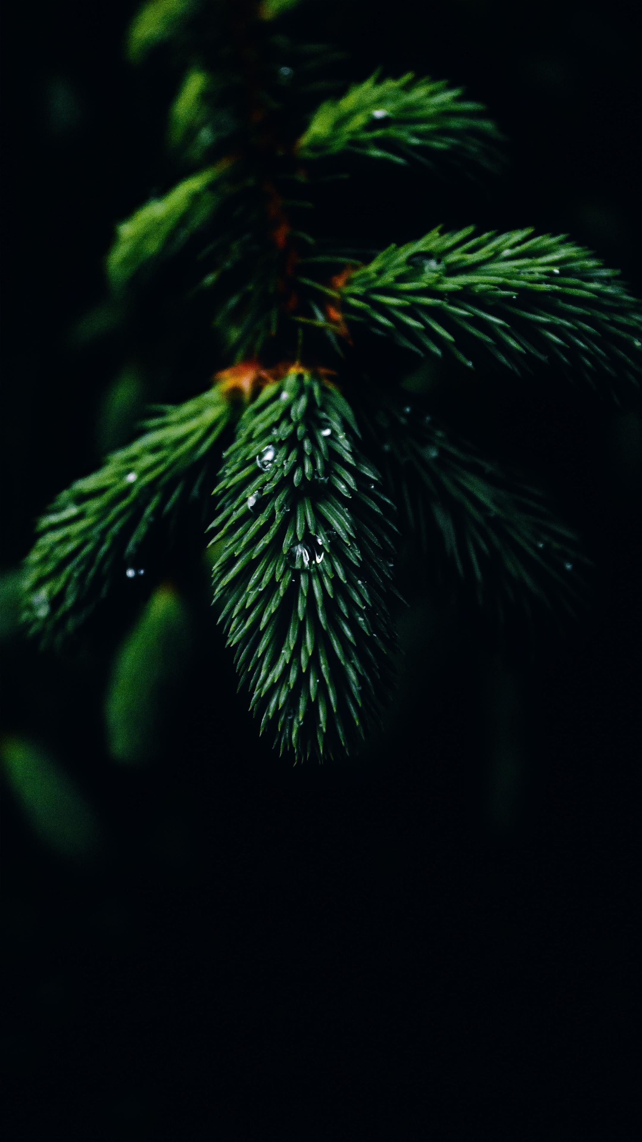 2160x3840 Nature 4k Oled Wallpaper