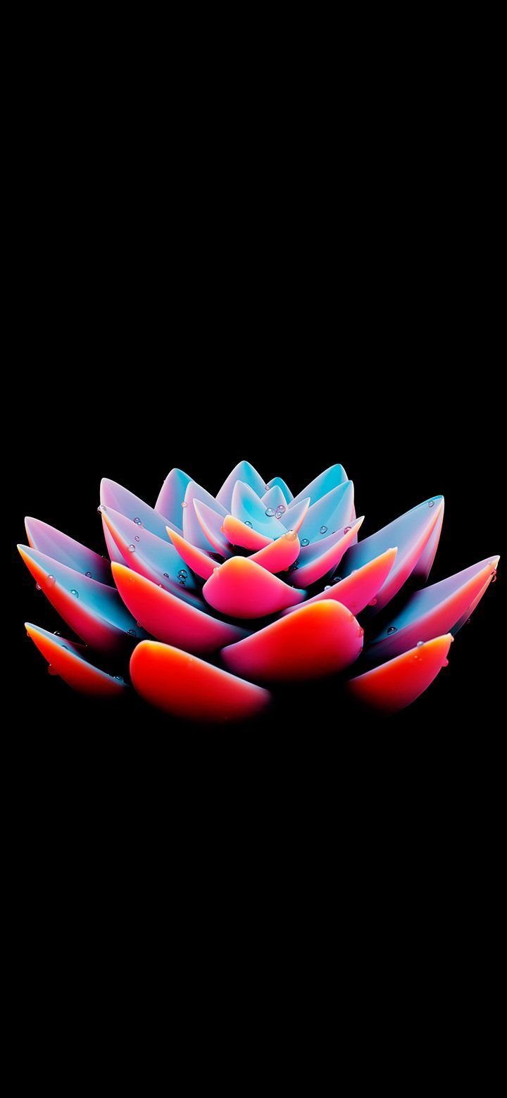 720x1560 Floral Succulent Rose In Black Amoled