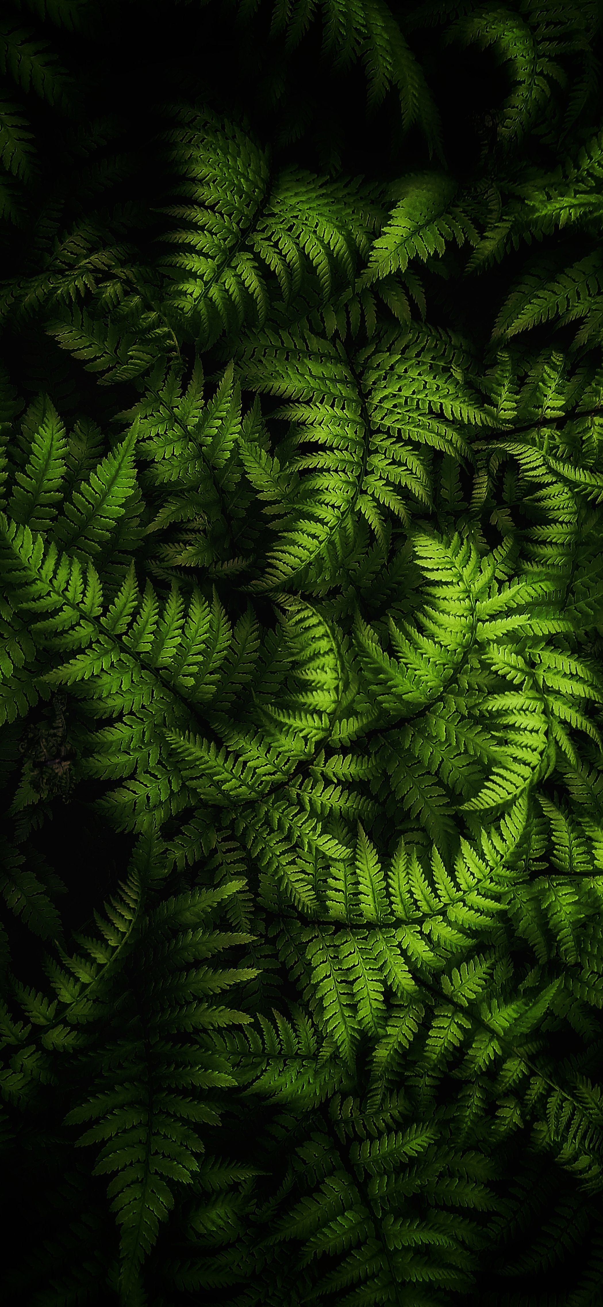 2098x4546 Nature 4k Oled Wallpaper