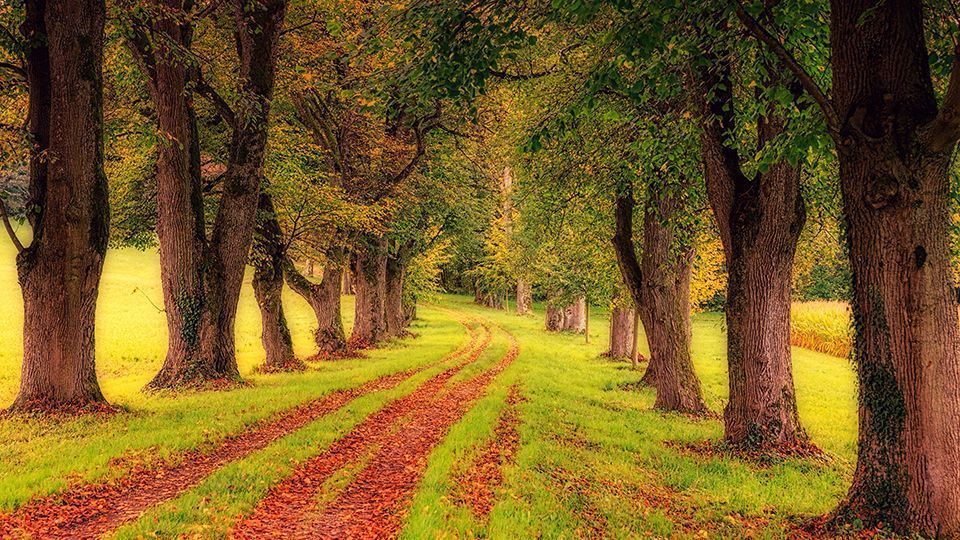 960x540 Green Trees 4K OLed Wallpaper