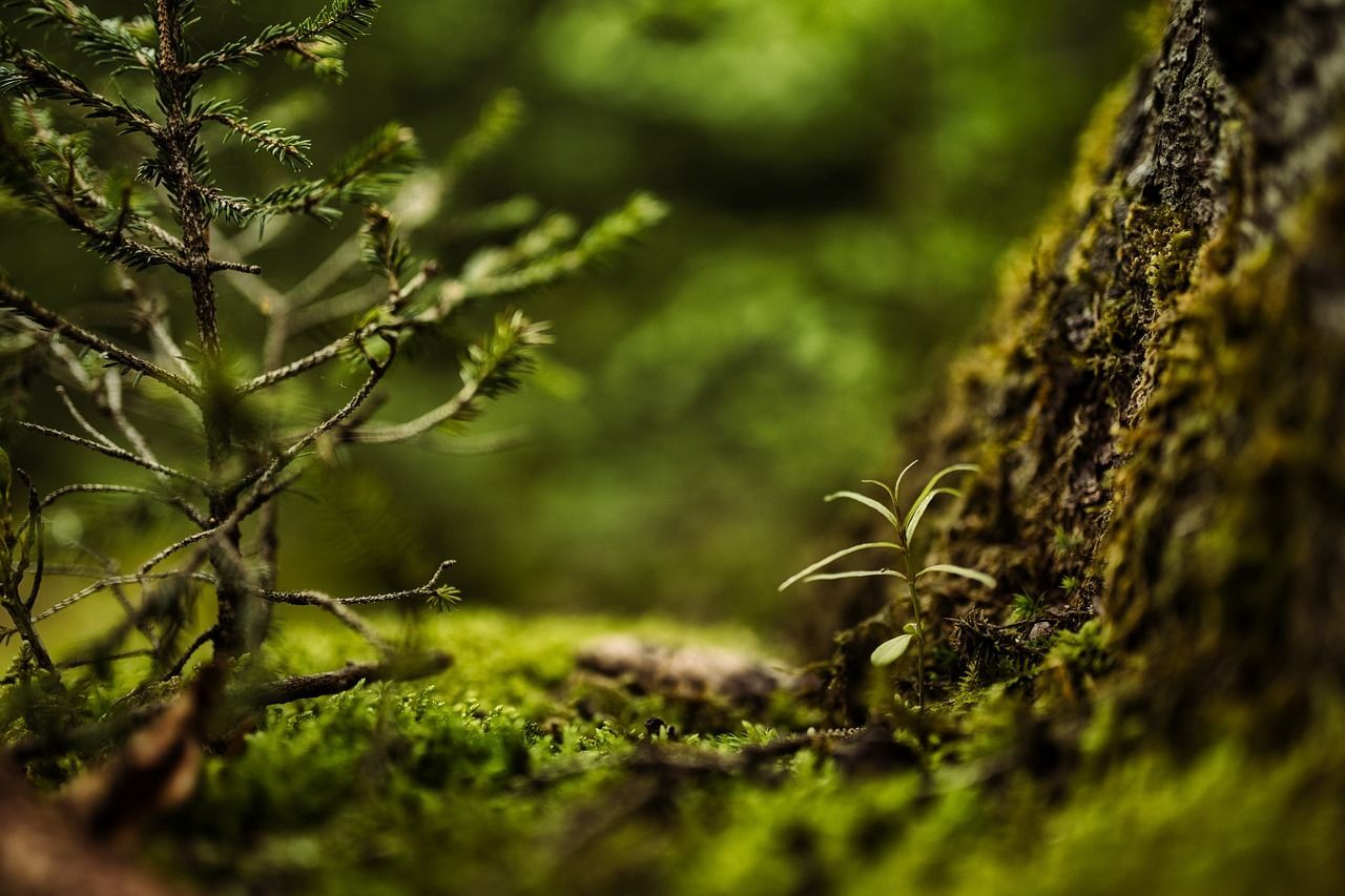 1280x853 Free Forest Floor Texture & Forest Image