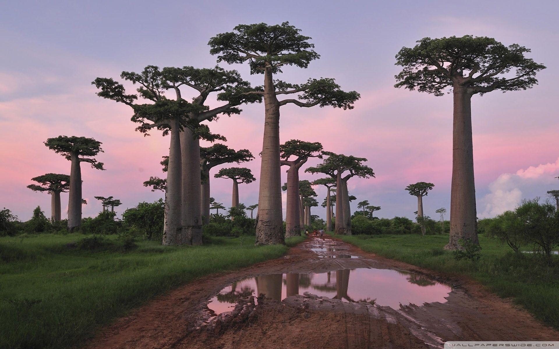 Madagascar Landscape Wallpapers Top Free Madagascar Landscape Images, Photos, Reviews