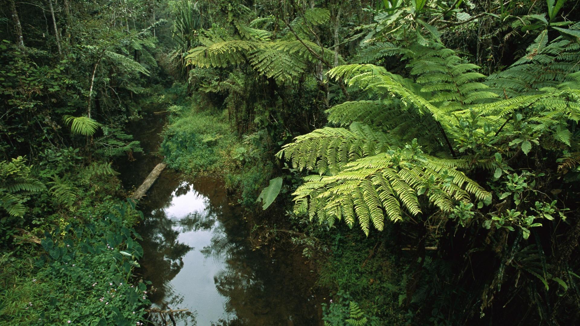 1920x1080 Forest madagascar wallpaper