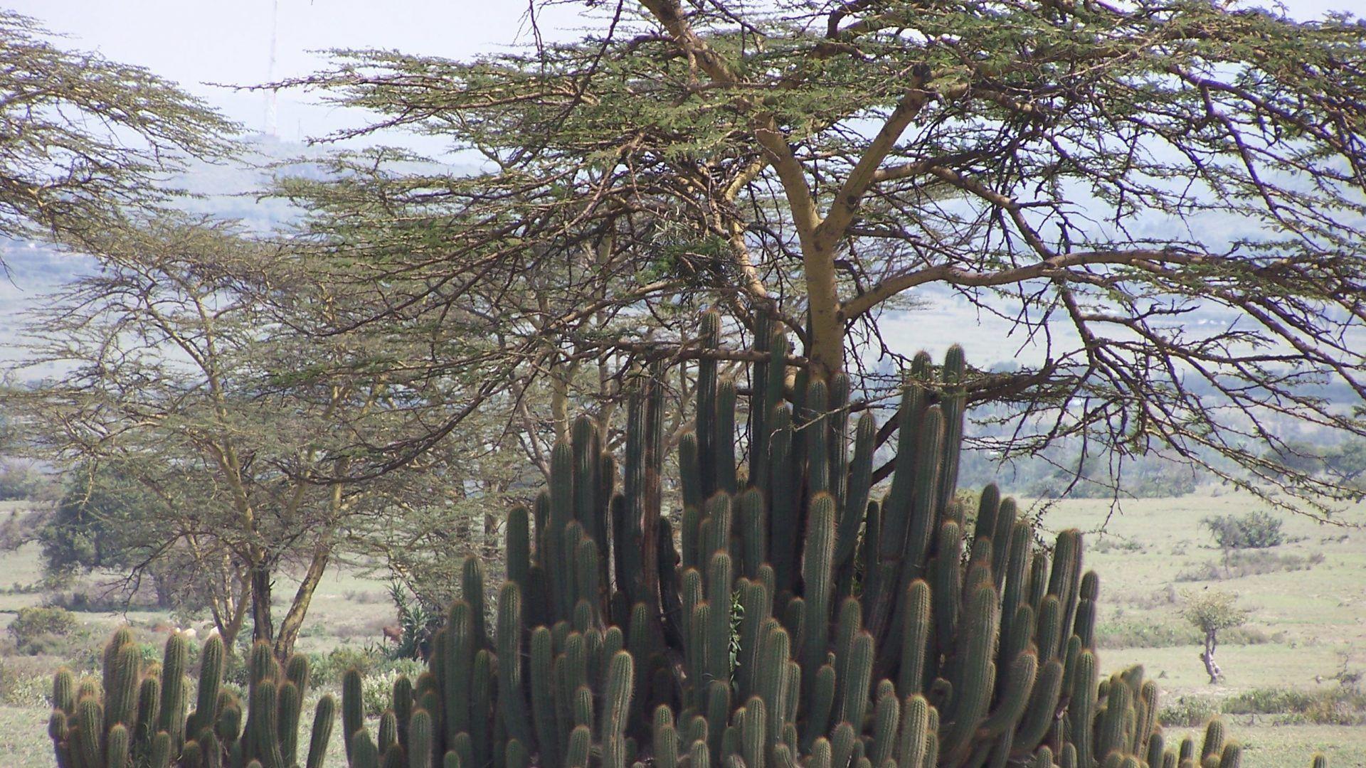 1920x1080 Reserve Tag wallpaper: Reserve Perinet Forest Nature Madagascar