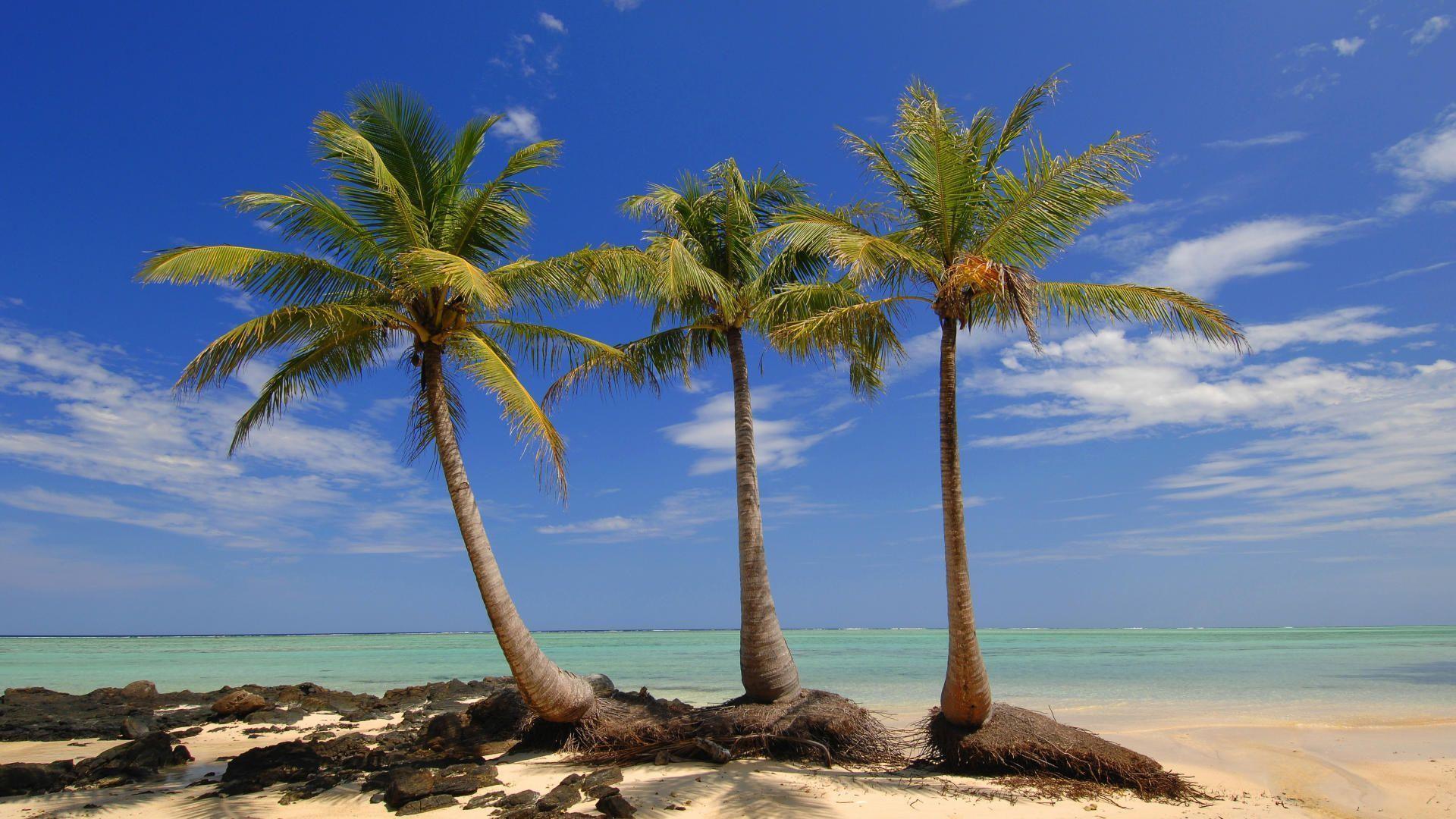 1920x1080 Nature: Island Palms, Madagascar, desktop wallpaper nr. 40947