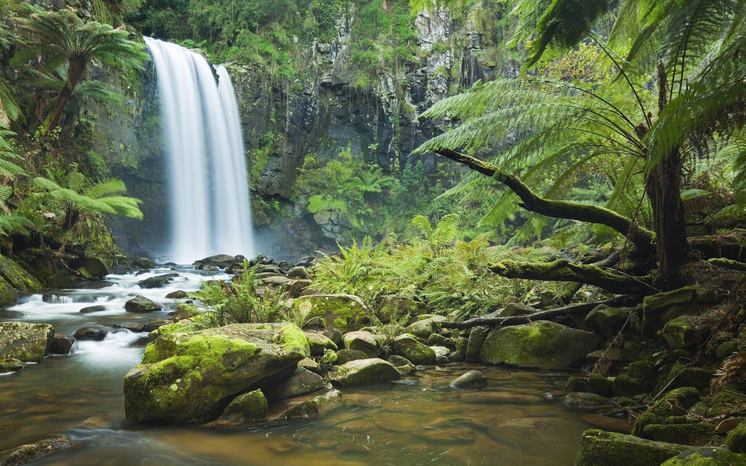 Rainforest Wallpapers Top Free Rainforest Backgrounds WallpaperAccess Rainforest Wallpapers Top Free Rainforest Backgrounds WallpaperAccess