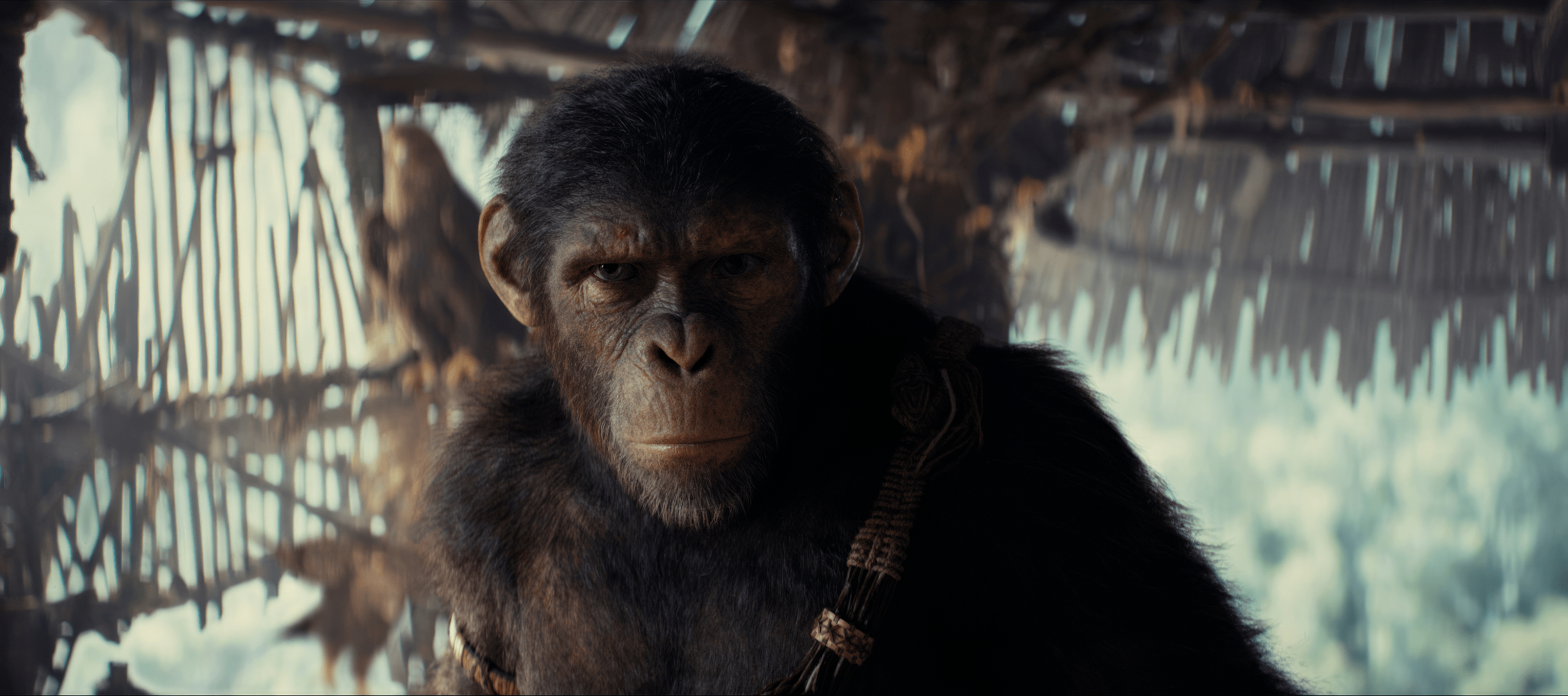 2432x1080 Apes Movie HD Wallpaper