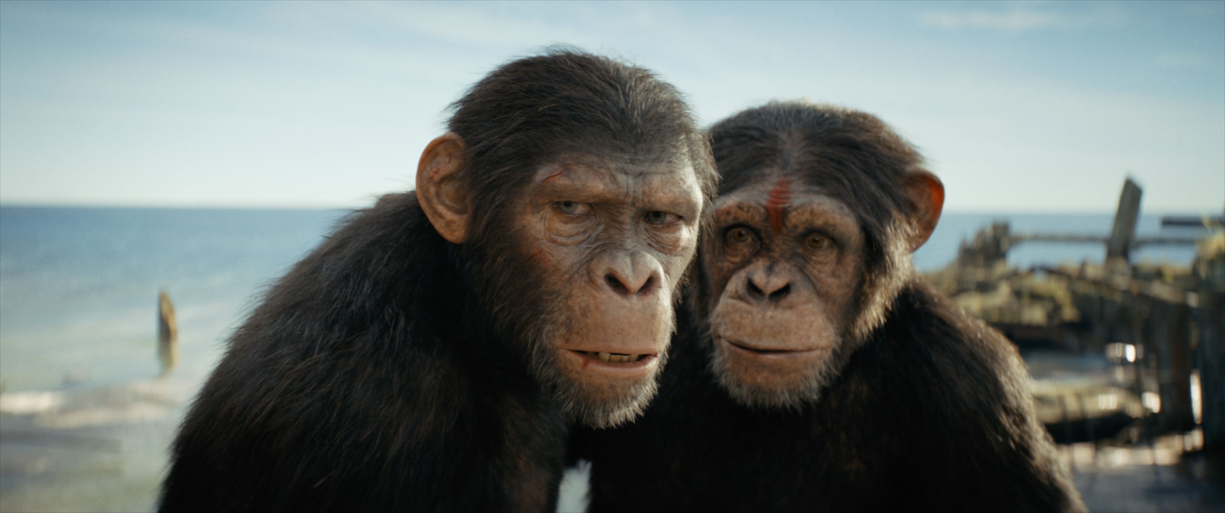 4096x1716 Apes HD Wallpaper