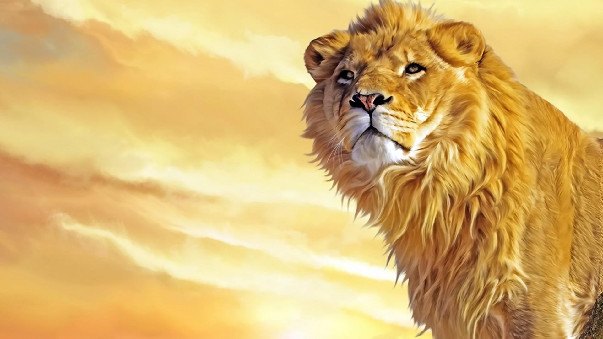 1920x1080 Download Animal Lion HD Wallpaper