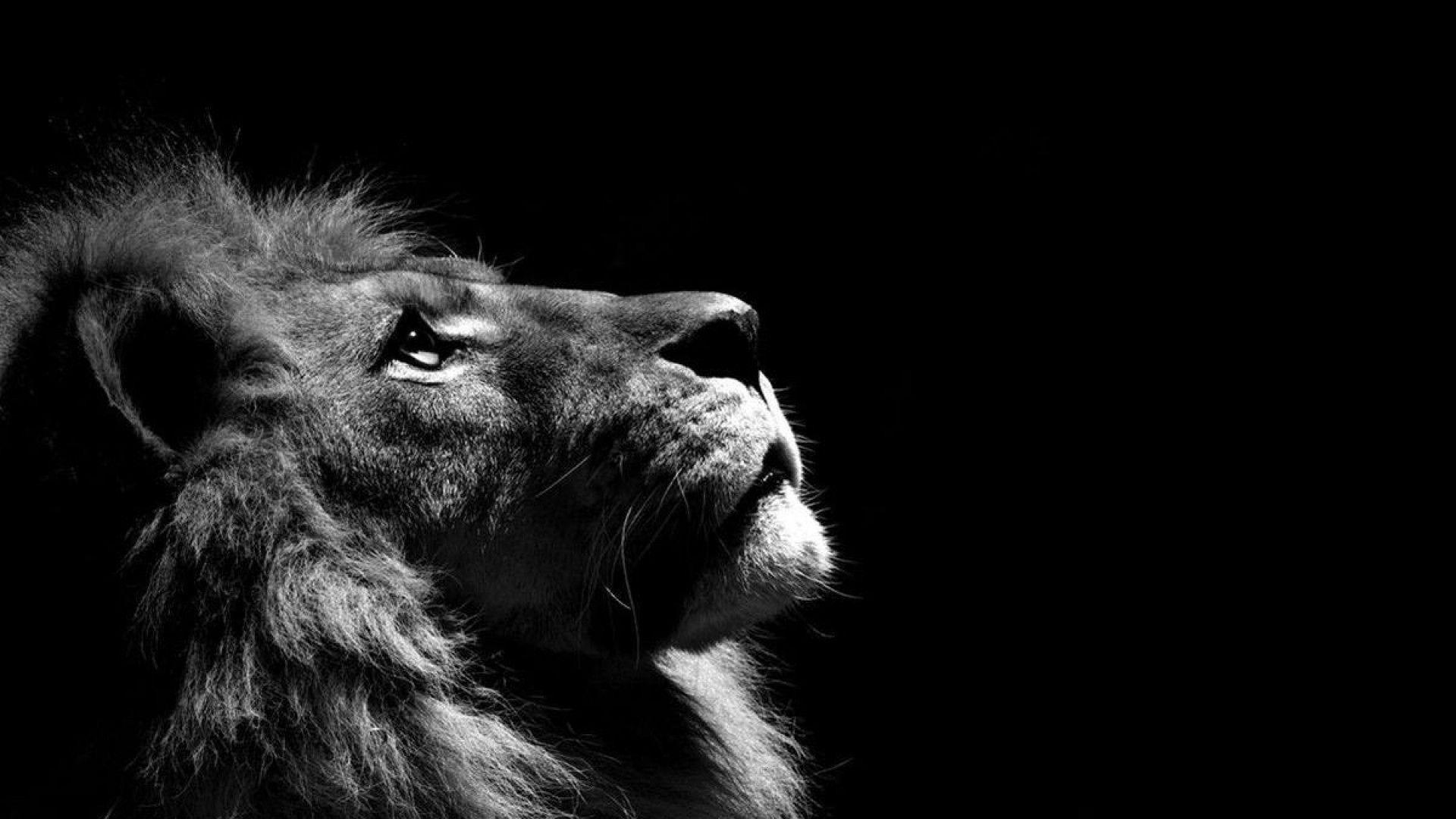 1920x1080 Top Beautiful Lion Photo, 14 4K Ultra HD, B.SCB Wallpaper