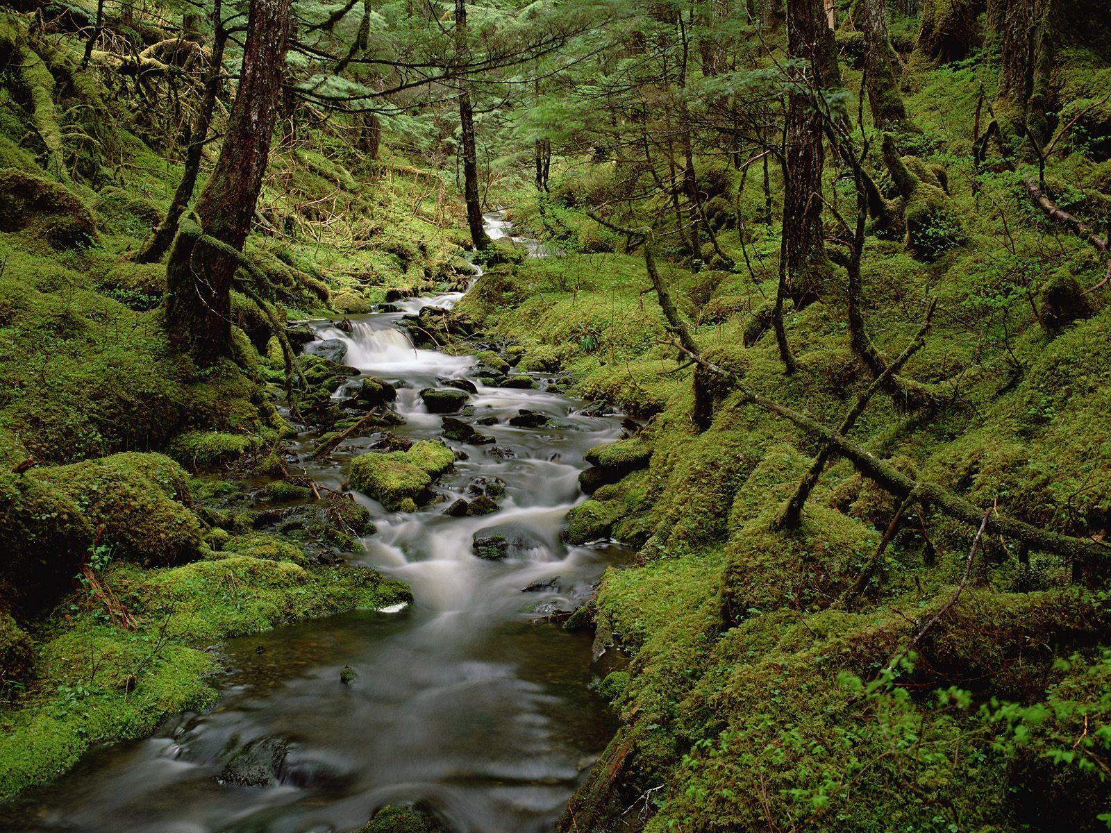 1600x1200 Rainforest 24492 1600x1200 px
