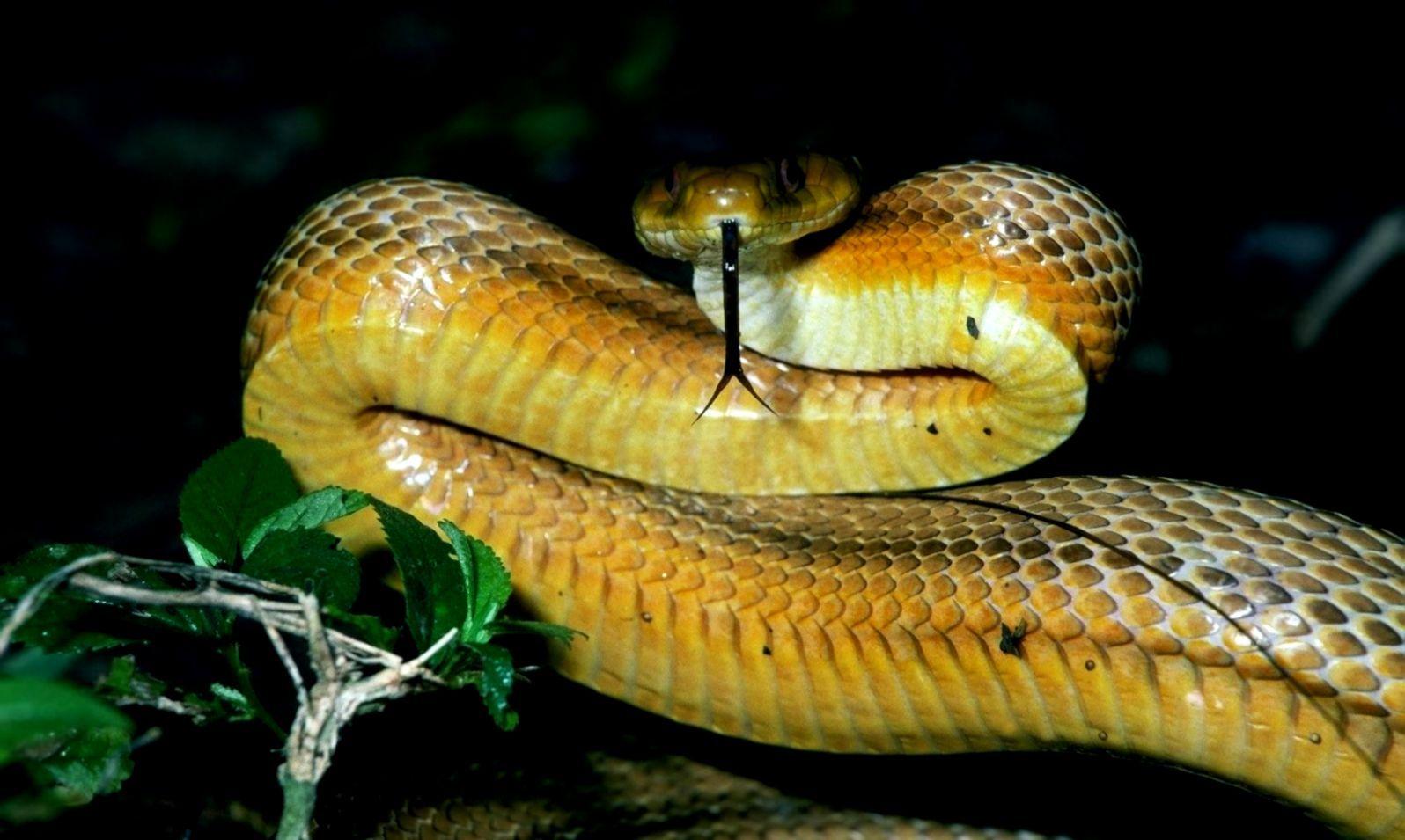 1596x955 Big Snake Amazing HD Desktop Wallpaper In High Resolution