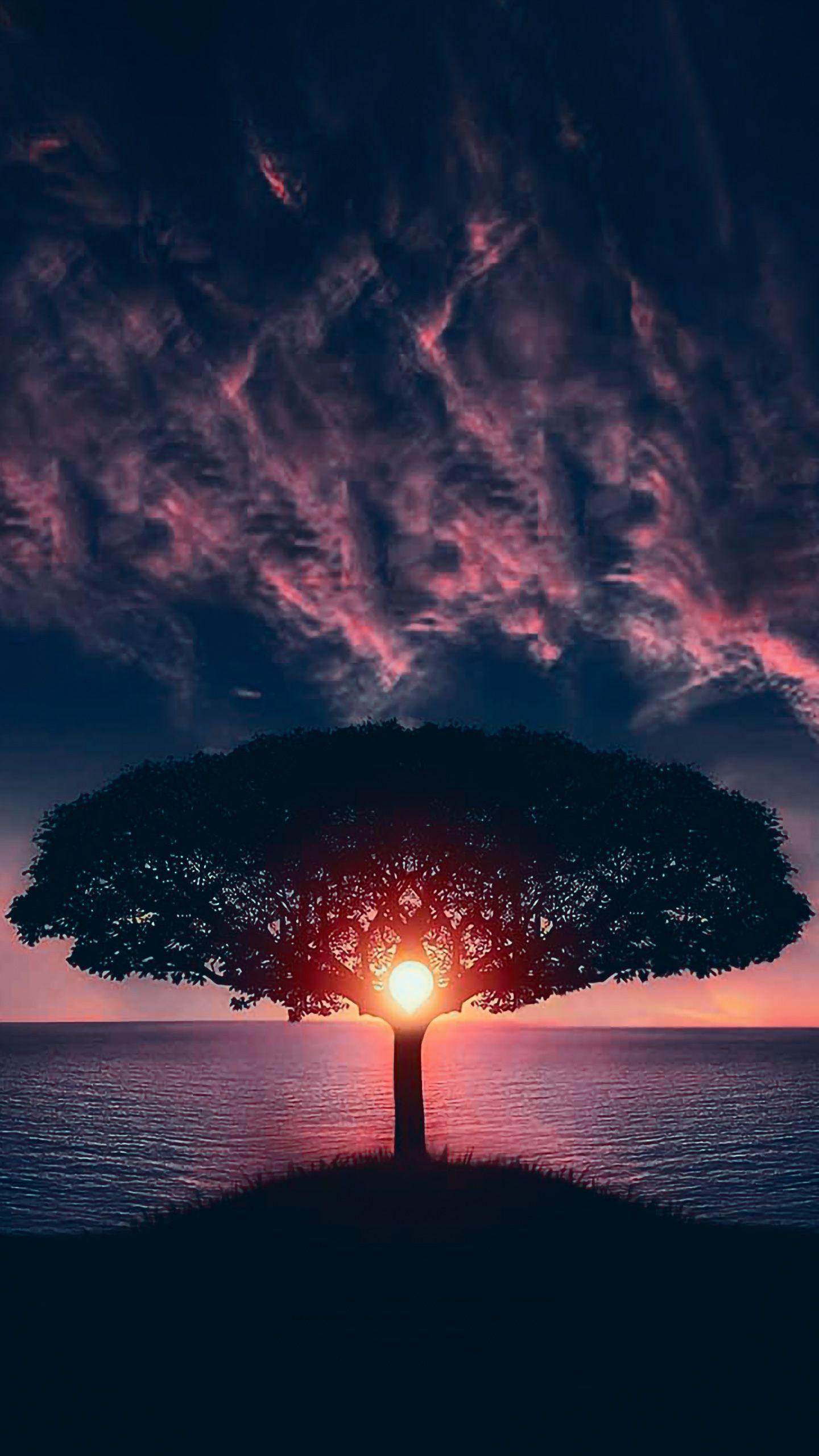 1440x2559 tree #sunset #sun #sky #clouds #orange #red #PhotoOfTheDay