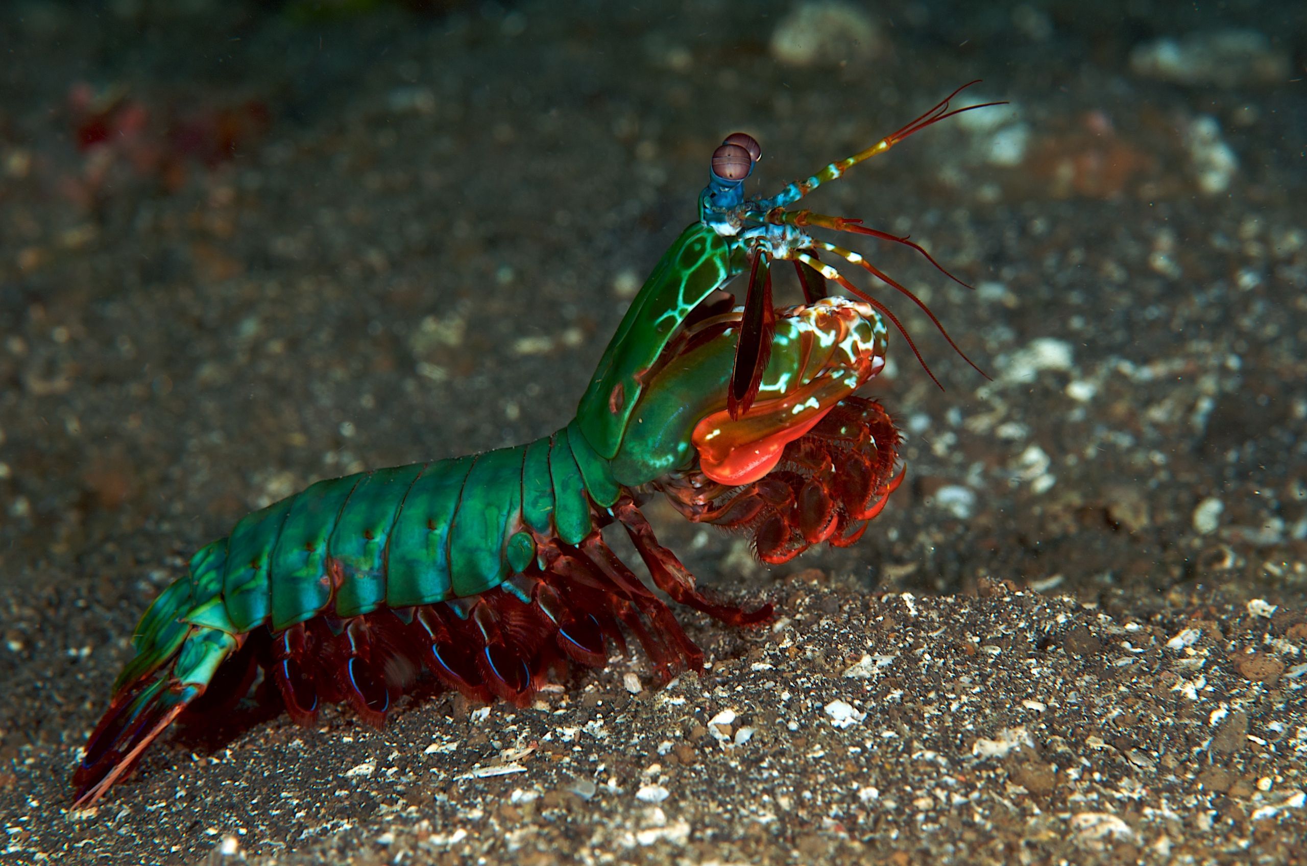 2560x1696 Animal Mantis Shrimp HD Wallpaper