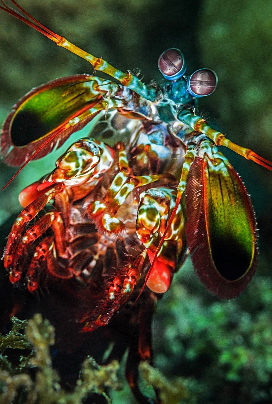 1080x1601 Mantis Shrimp Wallpaper