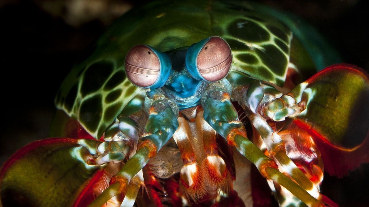 1280x720 Mantis Shrimp Barrier Reef