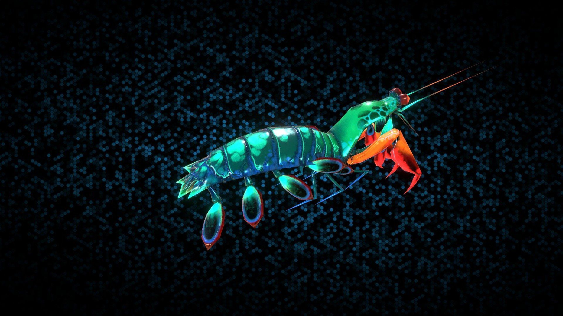 Mantis Shrimp Wallpapers - Top Free Mantis Shrimp Backgrounds ...