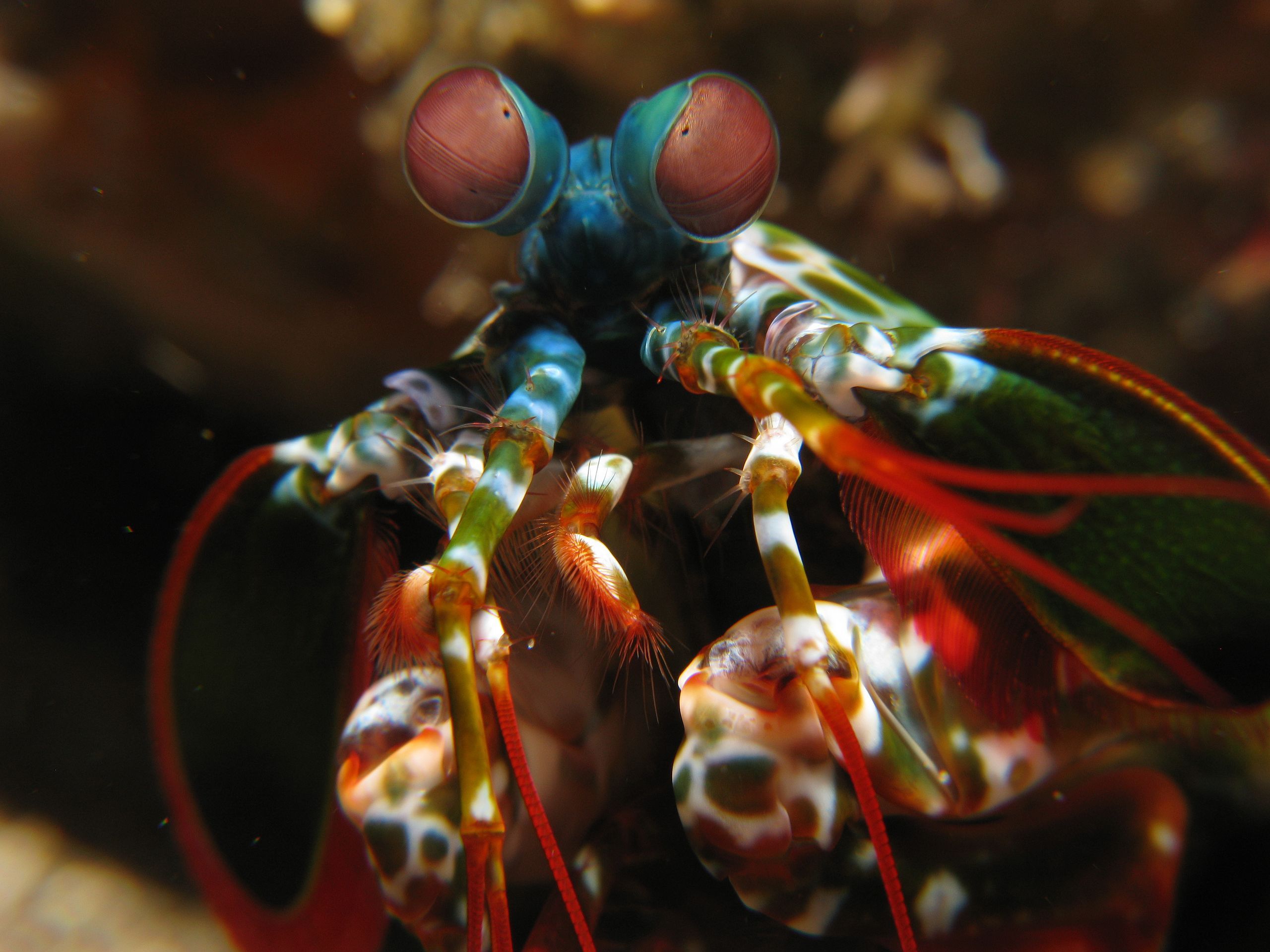 2560x1920 Mantis shrimp Odontodactylus