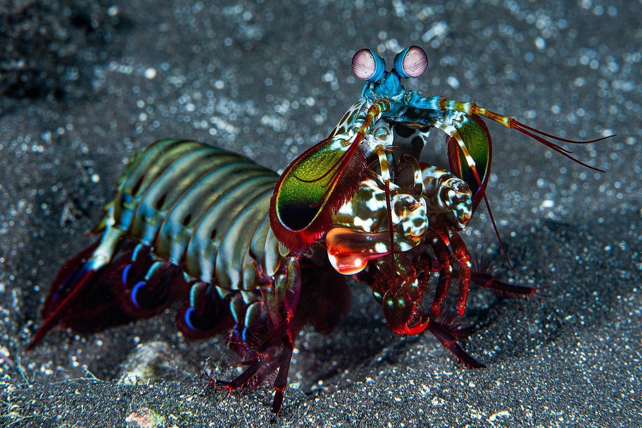 Mantis Shrimp Wallpapers - Top Free Mantis Shrimp Backgrounds ...