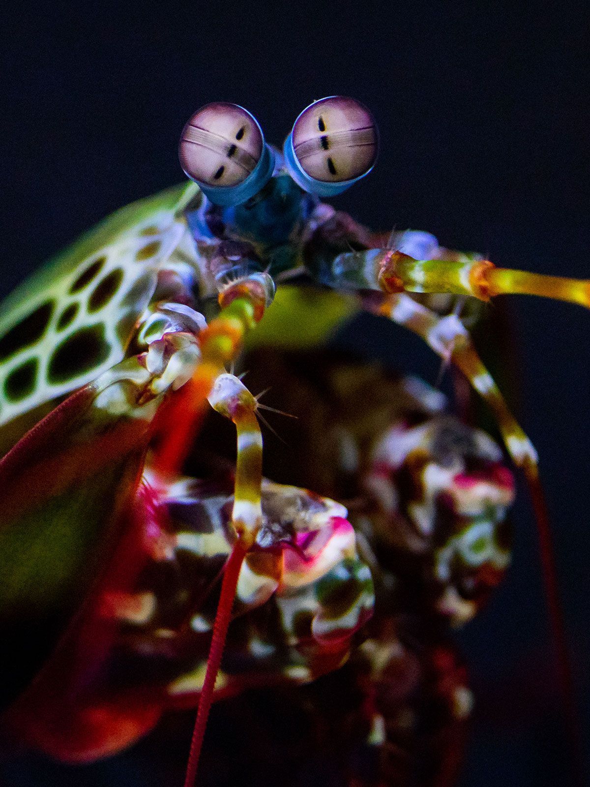 1200x1600 The peacock mantis shrimp packs a major