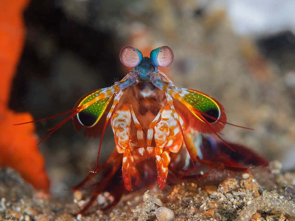 Mantis Shrimp Wallpapers - Top Free Mantis Shrimp Backgrounds ...