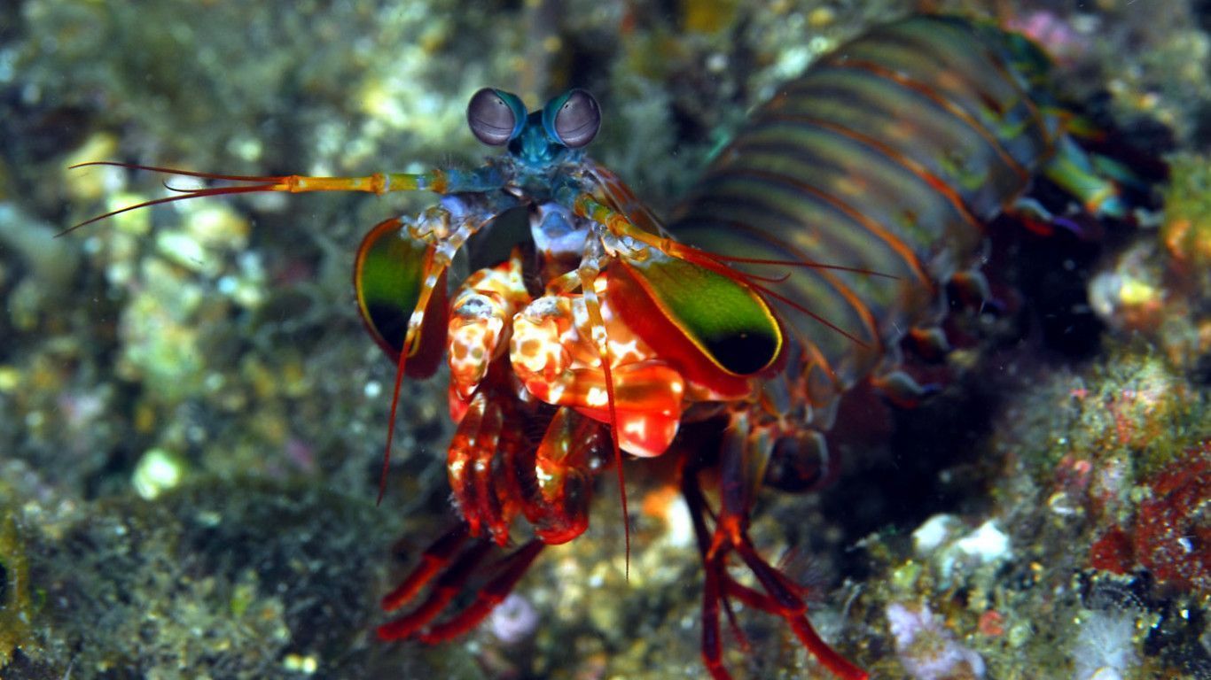 1366x768 Mantis Shrimp HD Wallpaper 27881
