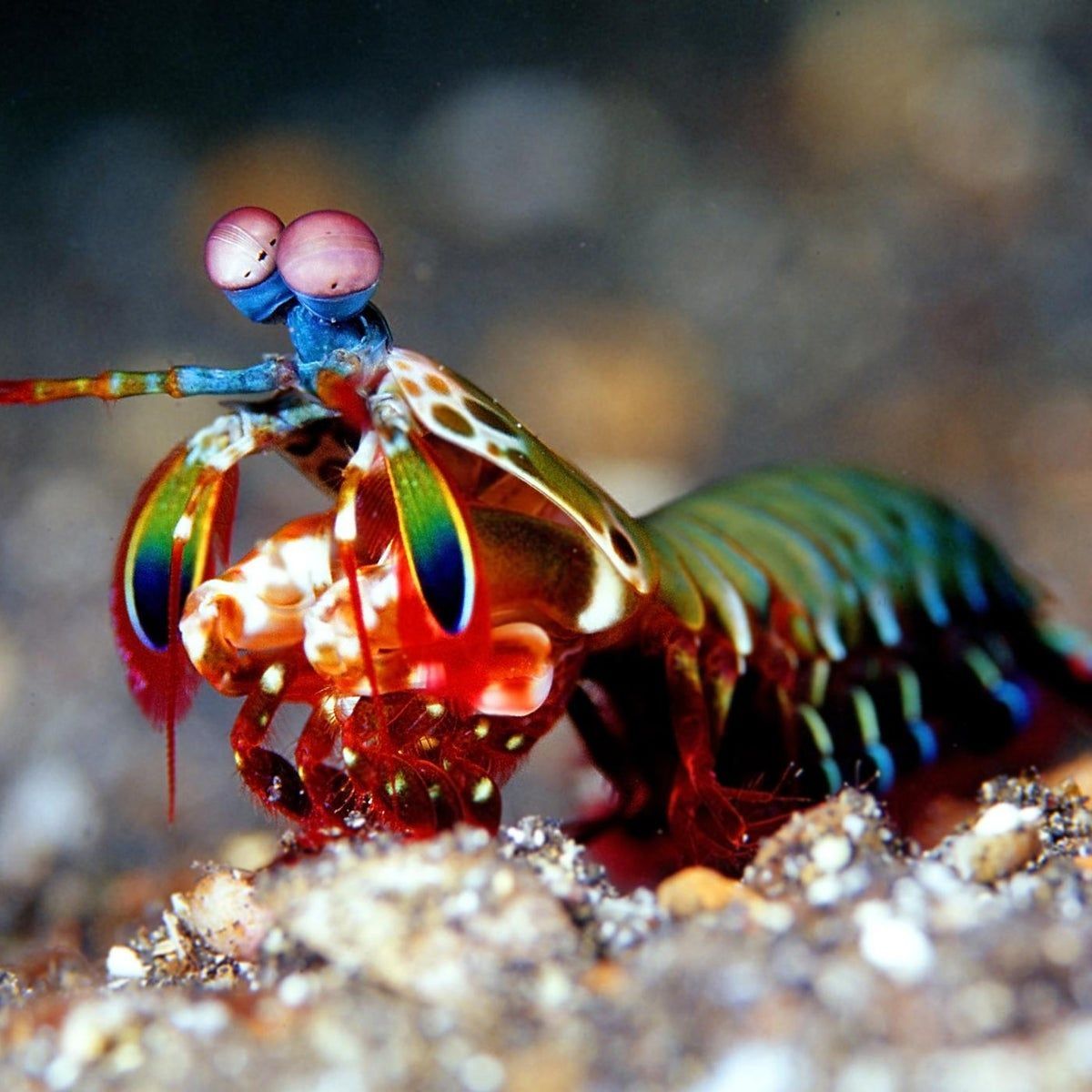 1200x1200 Mantis shrimps pack powerful punch