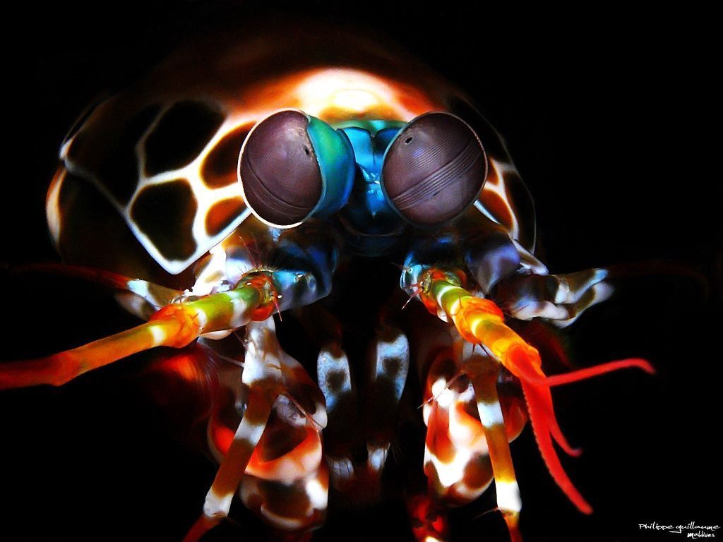 1024x768 Mantis Shrimp. The Name of the LORD is
