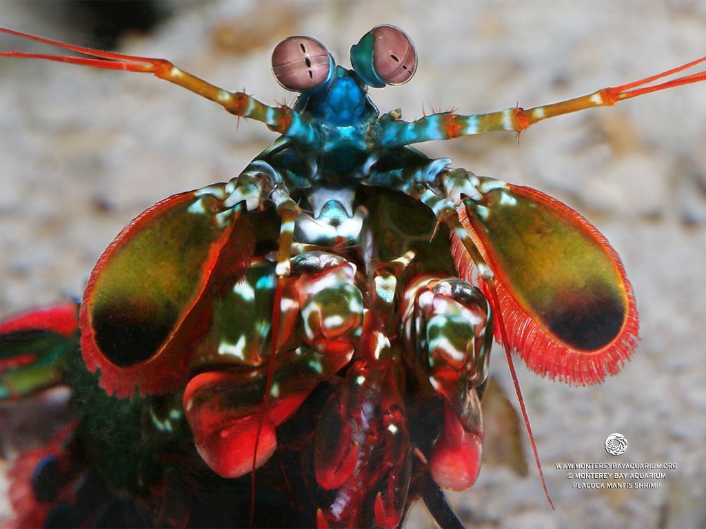 Mantis Shrimp Wallpapers - Top Free Mantis Shrimp Backgrounds ...