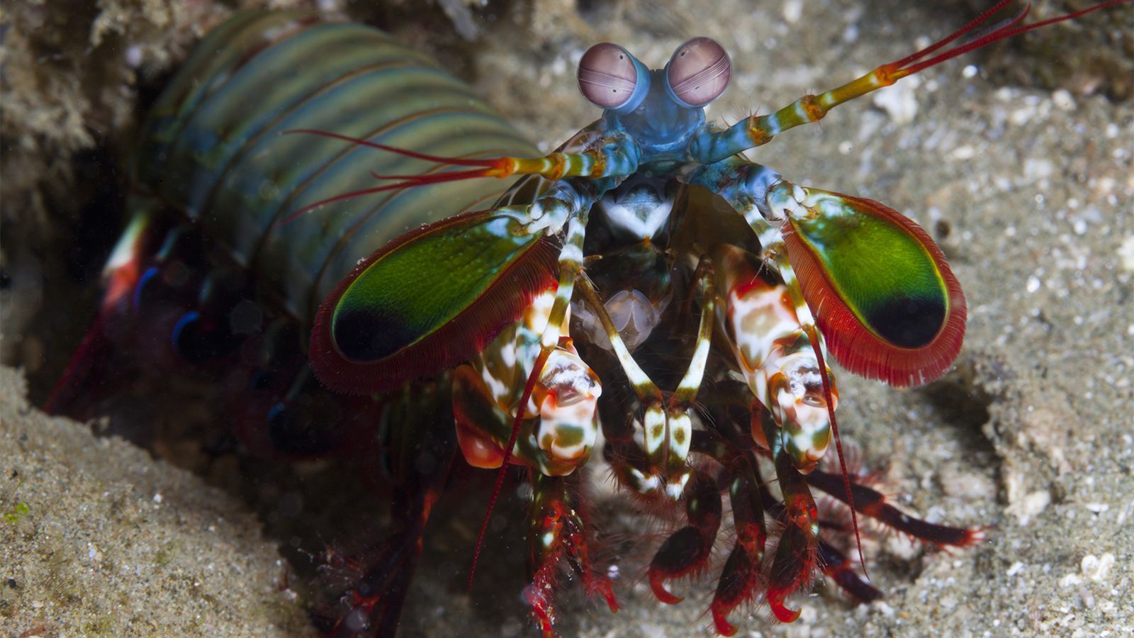 1600x900 Amazing Mantis Shrimp Punches Its Prey