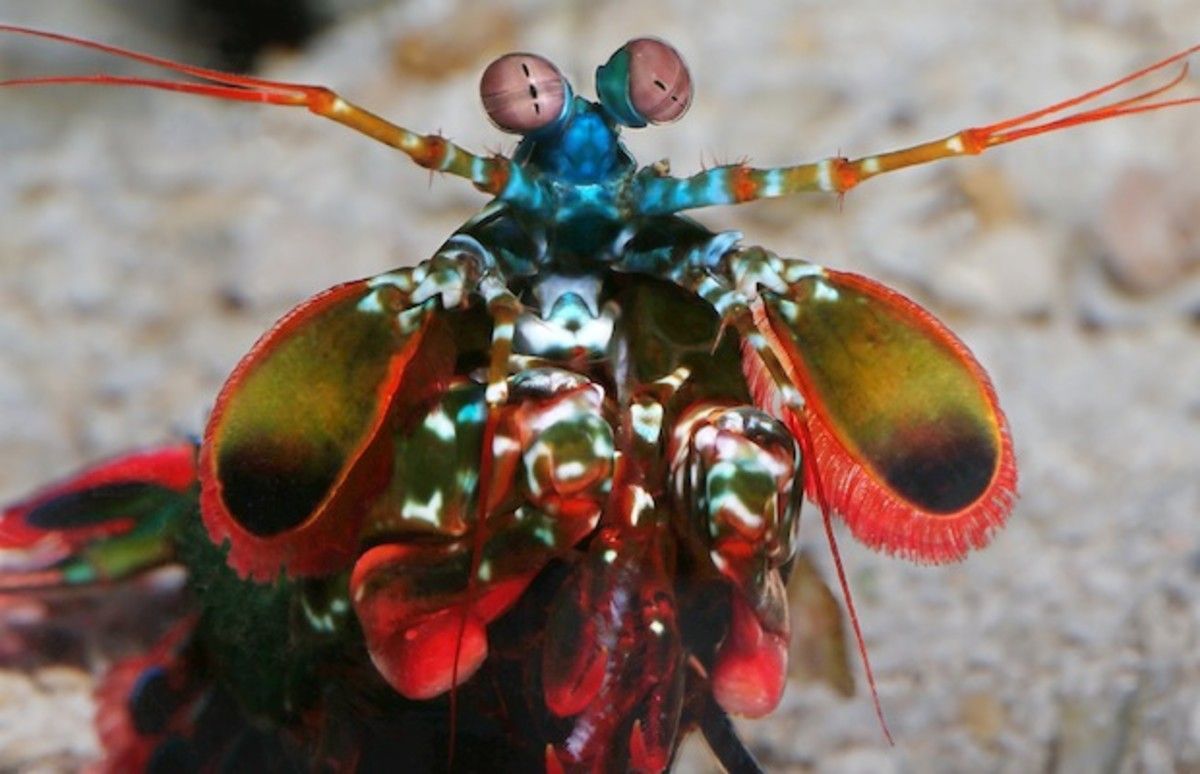 1200x774 critter packs a pulverizing punch