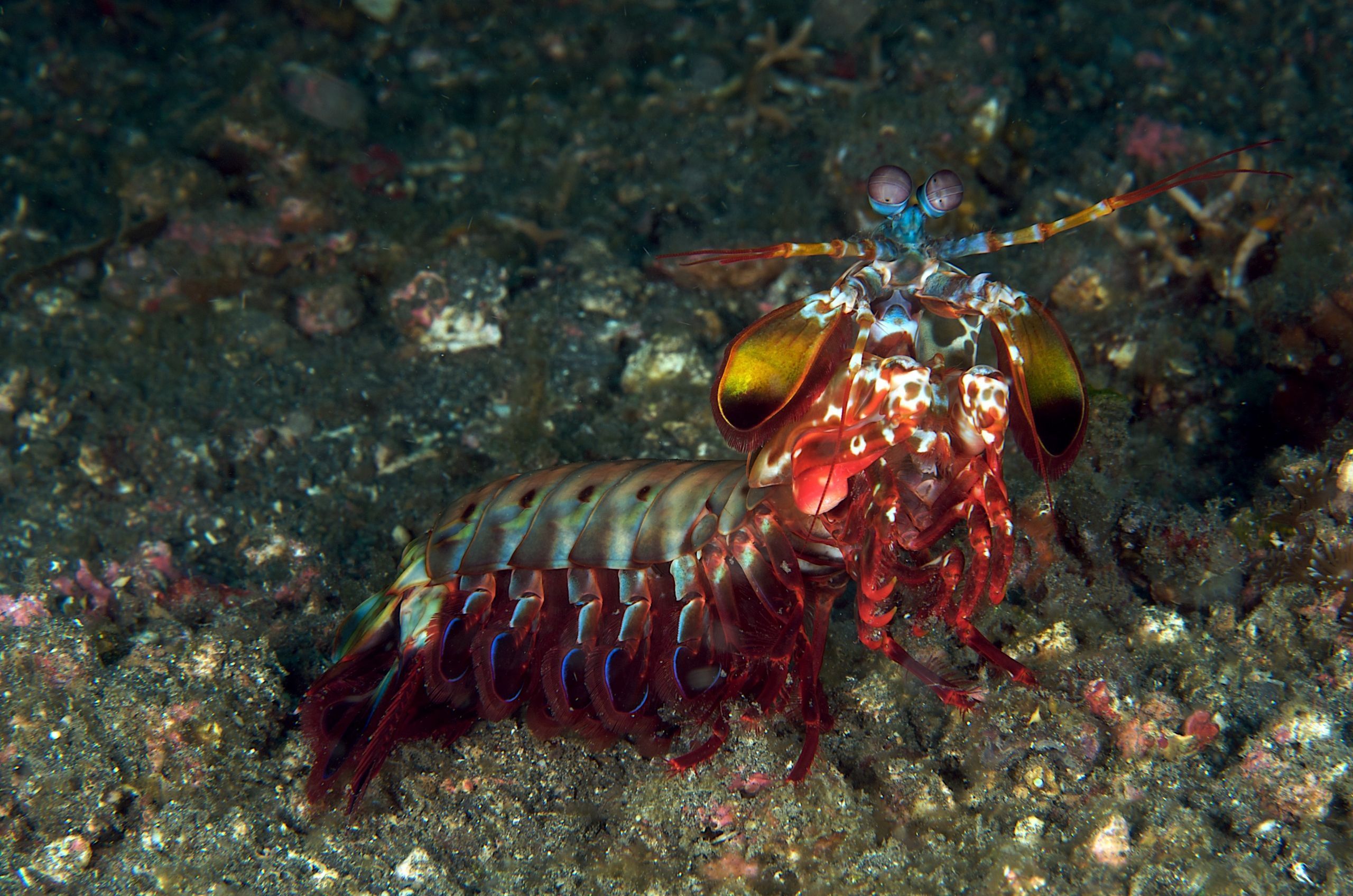 2560x1696 Mantis Shrimp Wallpaper HD 27884