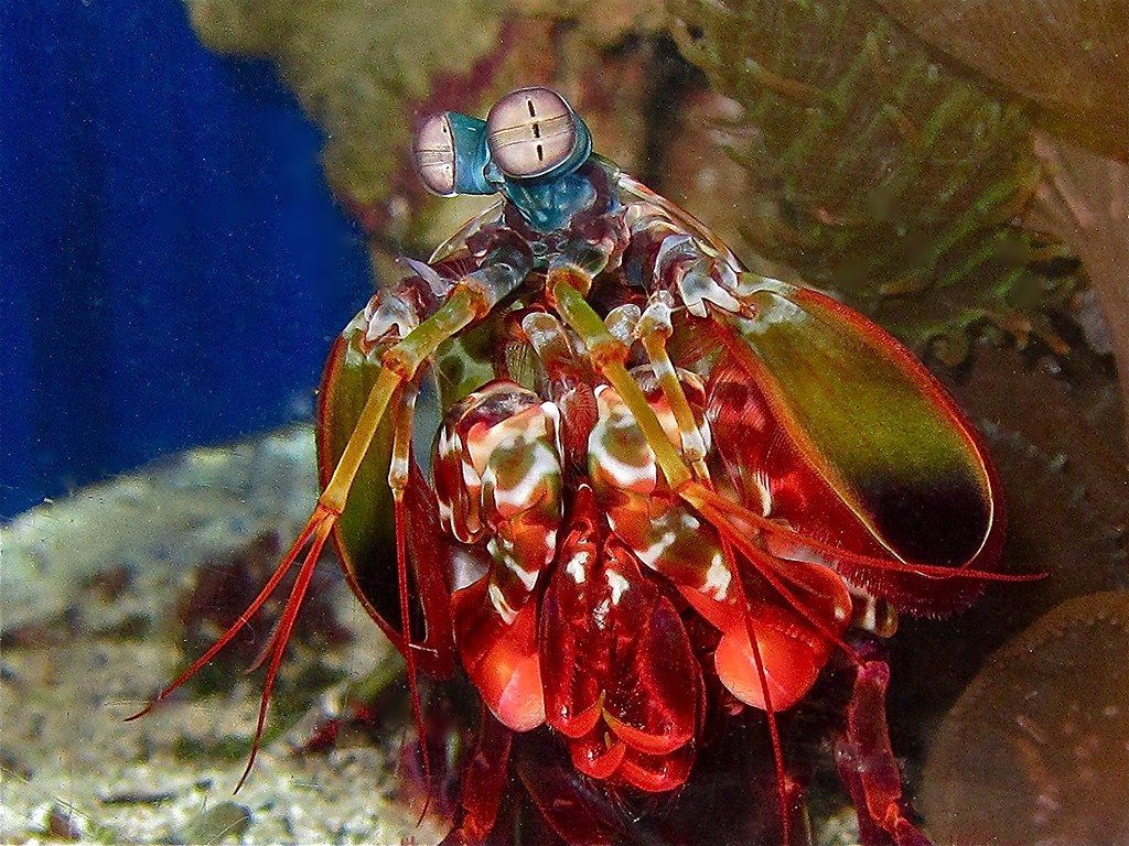 1024x768 Peacock Mantis Shrimp. Color of Life