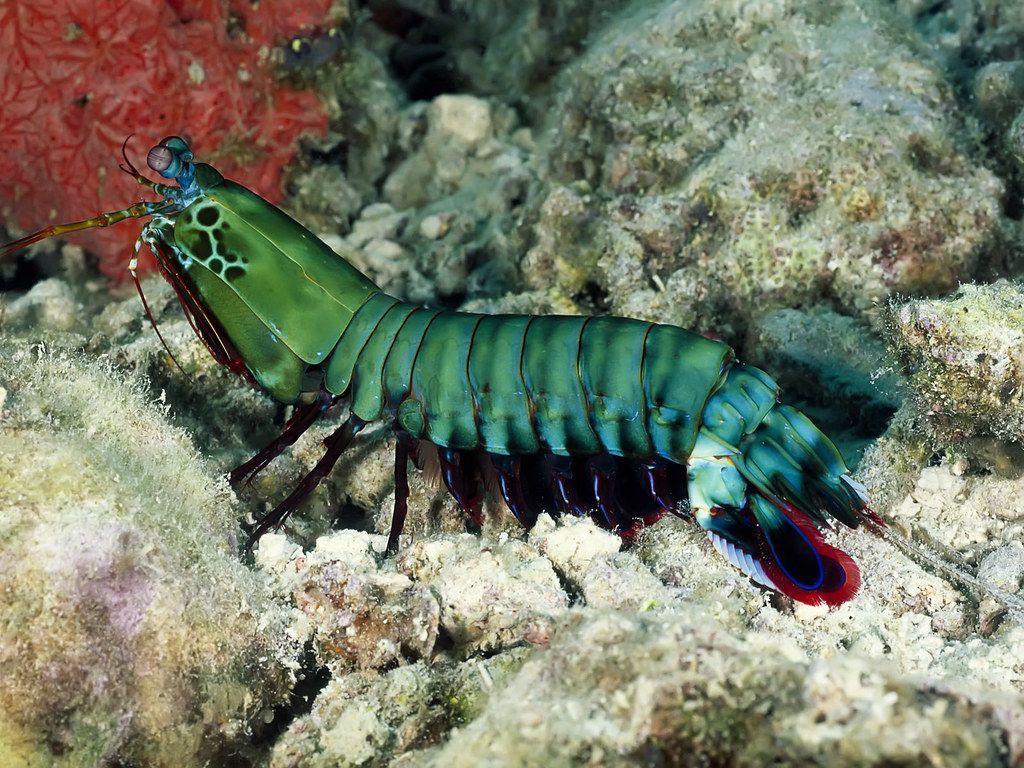 1024x768 Mantis Shrimp, Solomon Islands