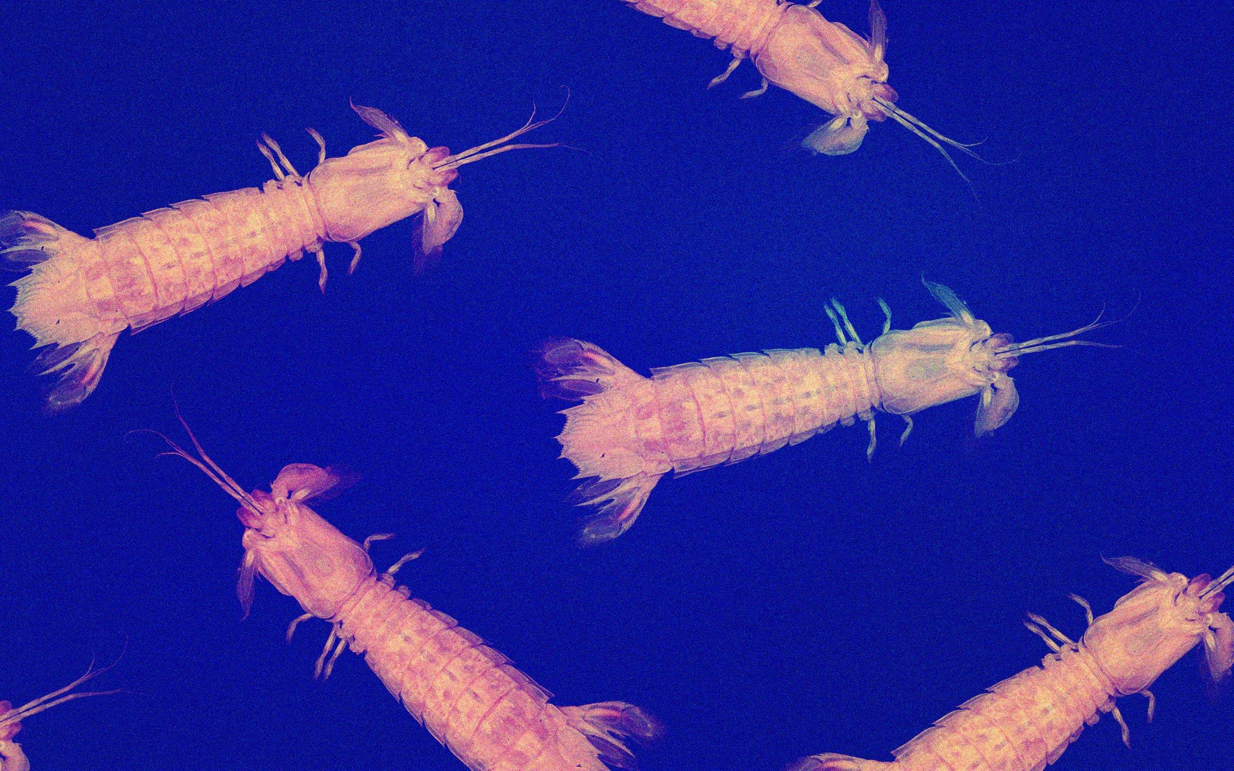 2400x1500 Mighty Mantis Shrimp