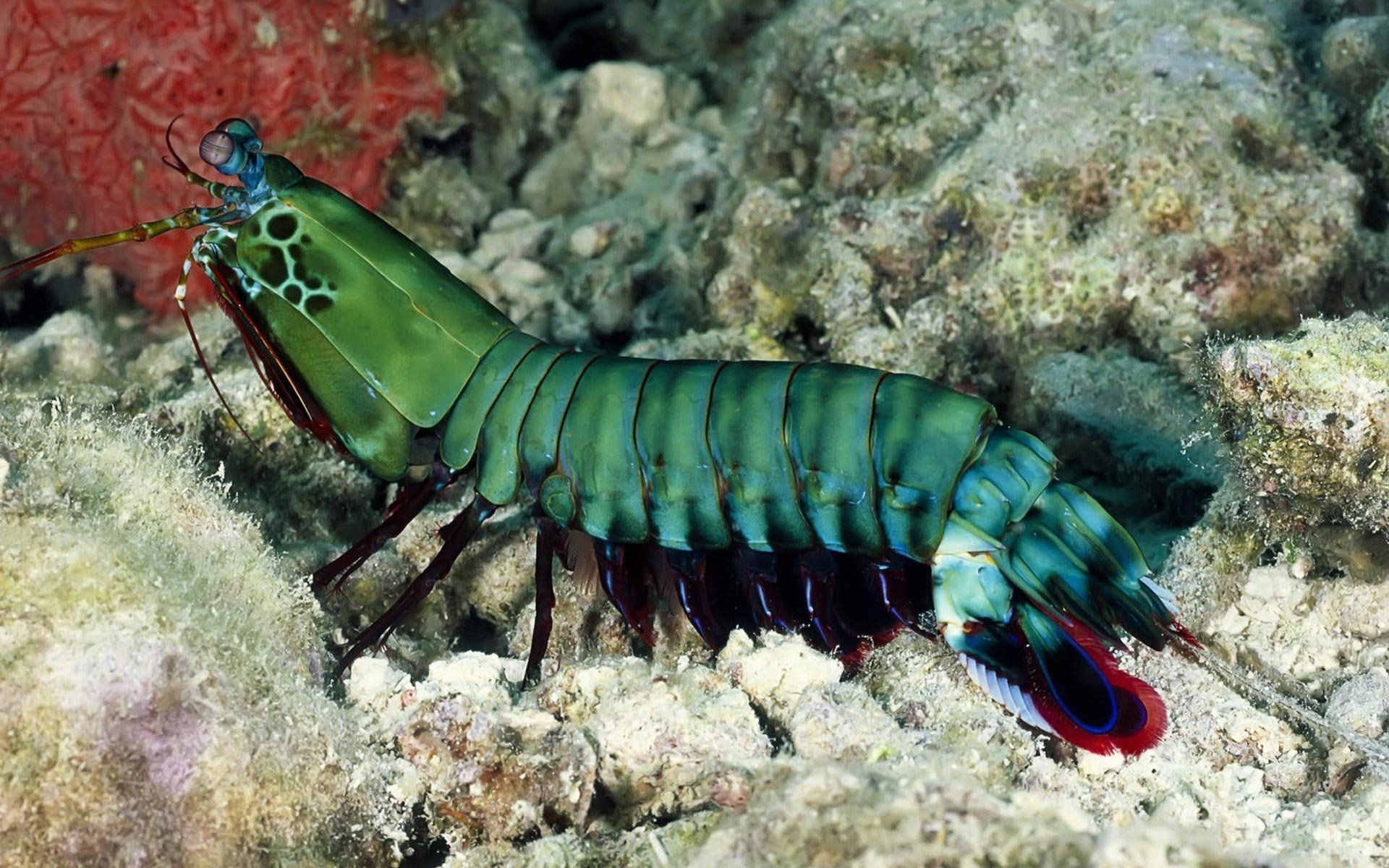 1920x1200 Download Green Animal Shrimp HD Wallpaper