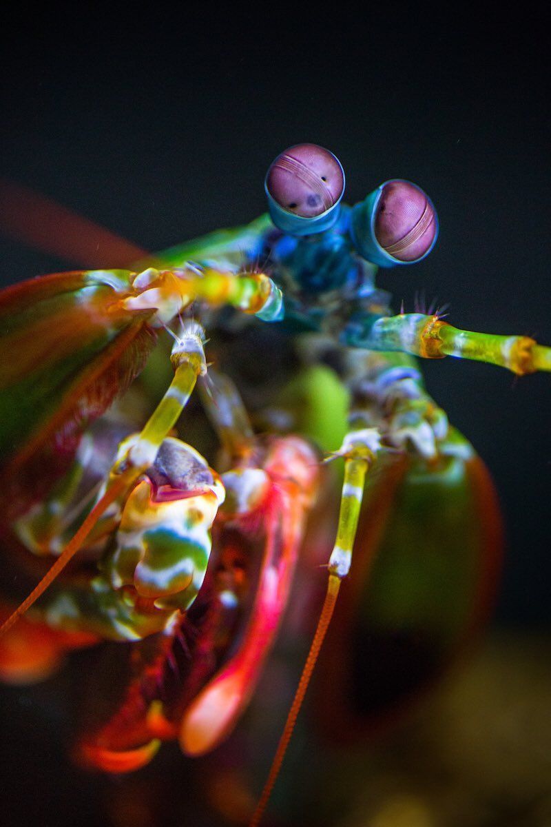 800x1200 peacock mantis shrimp