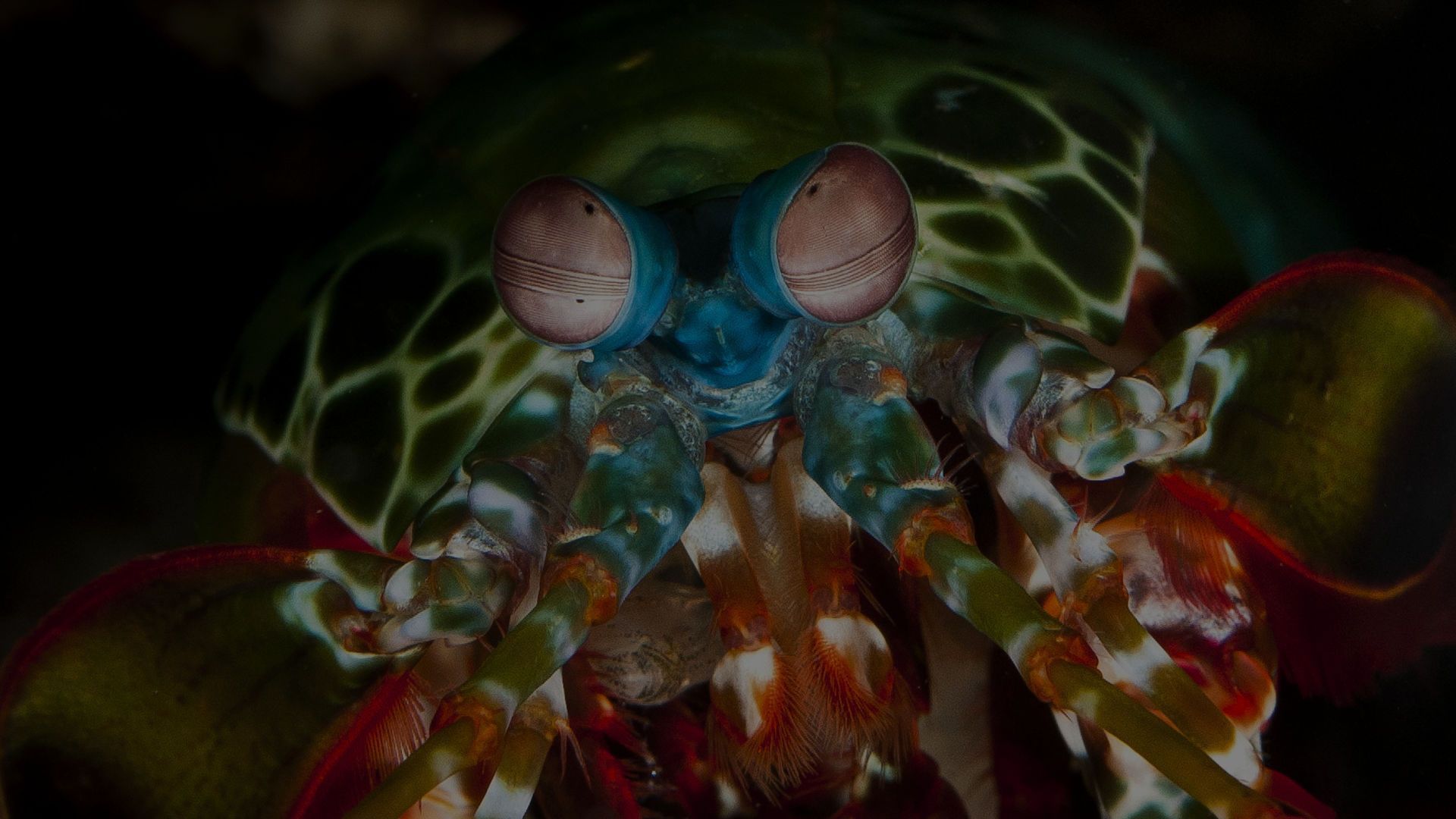 1920x1080 Mantis Shrimp Barrier Reef