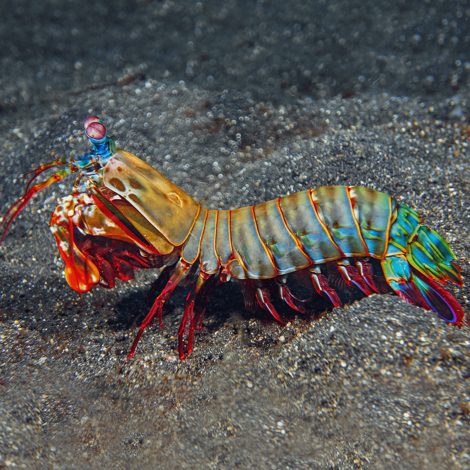 1600x1600 Peacock Mantis Shrimp