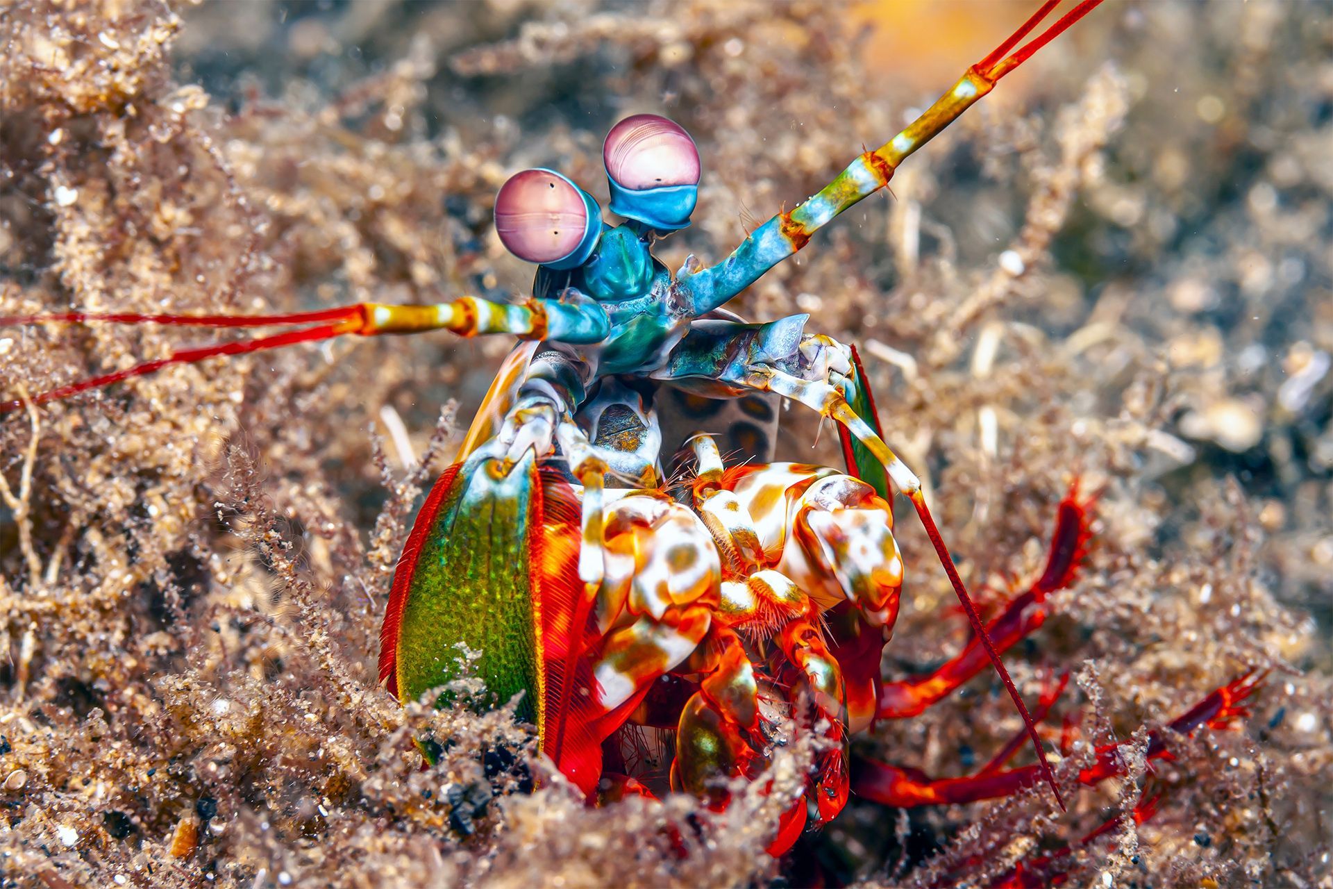 1920x1280 Mantis, Shrimp, Underwater, On, Coral, Reef