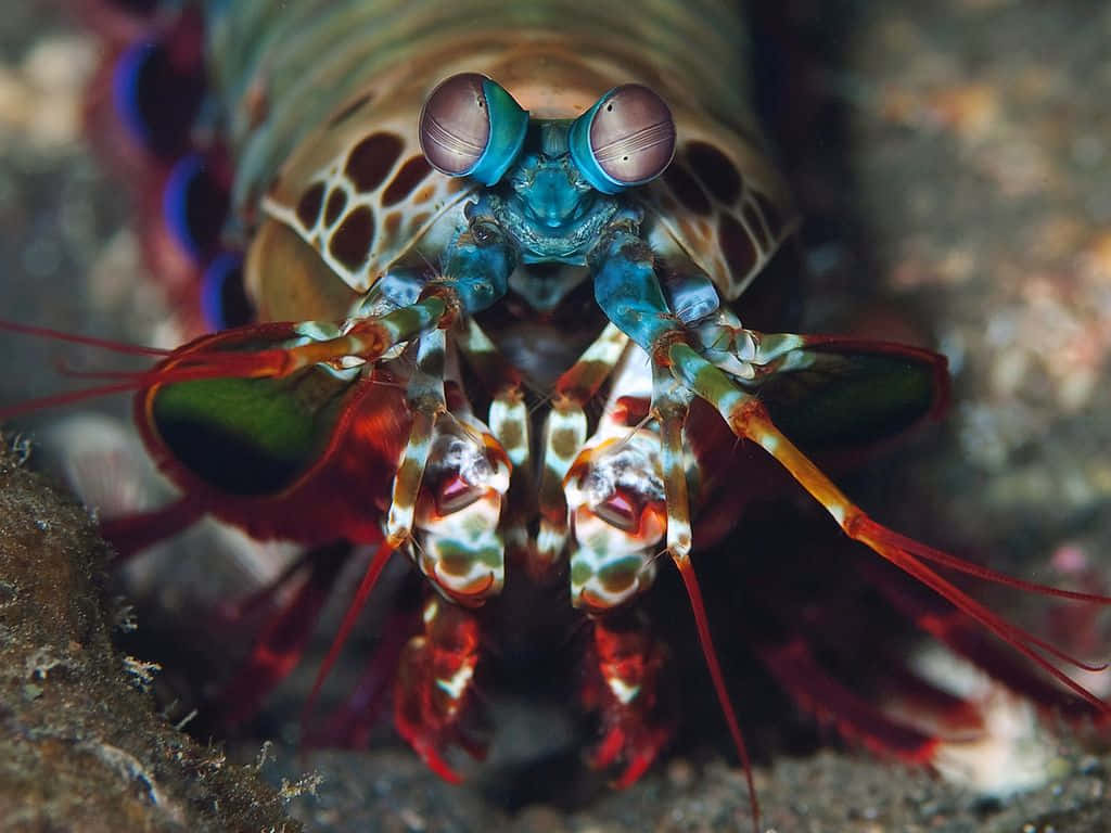 1024x768 Download Vibrant Peacock Mantis Shrimp